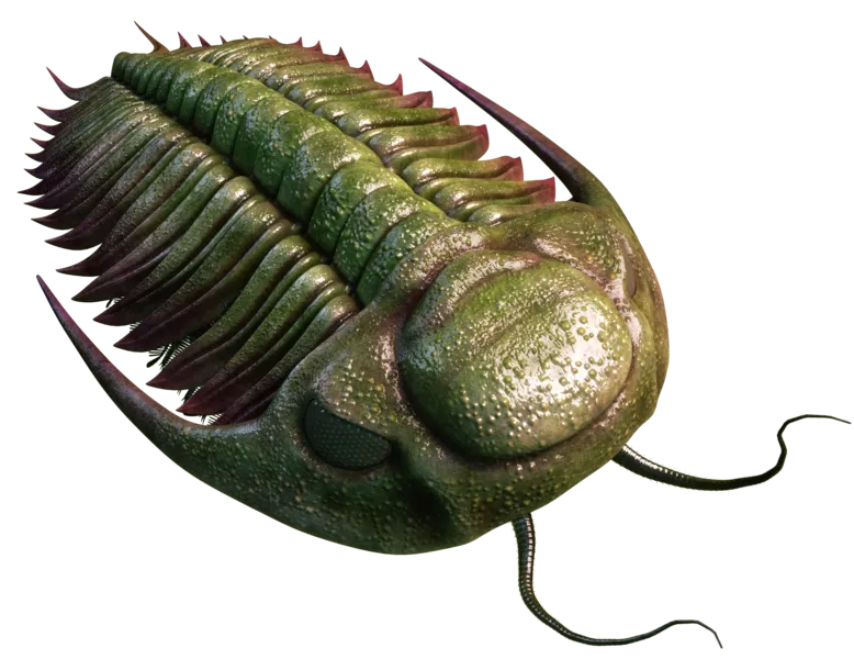 ¿QUÉ SON LOS TRILOBITES?
