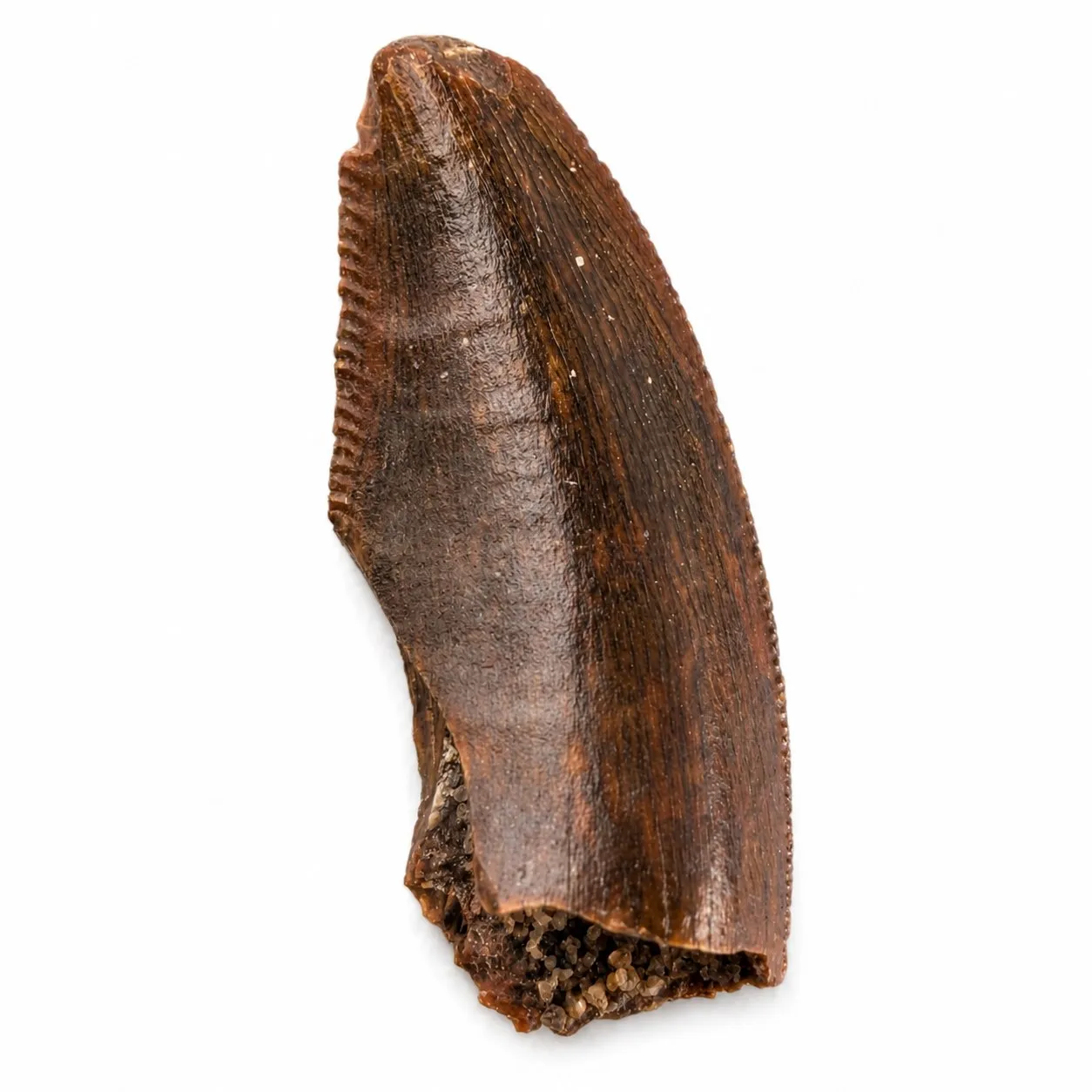 10mm-Fósil de Diente de Dinosaurio Especie Dromeosaur Raptor de Marruecos