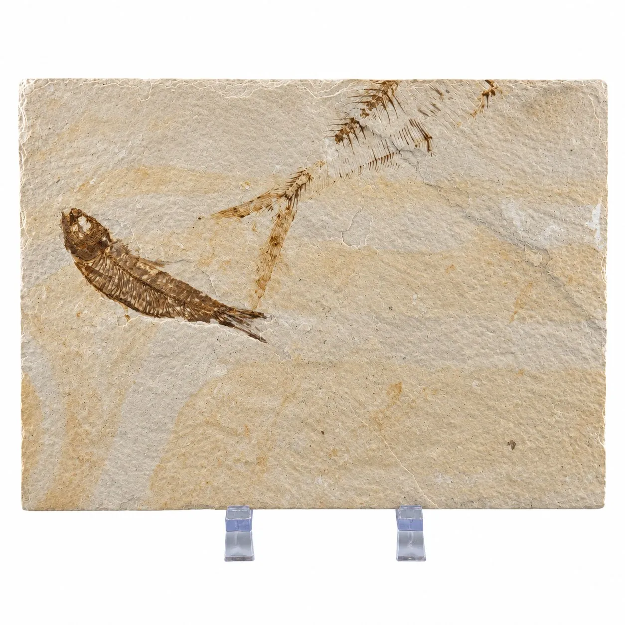 Fósil de Pescado Especie Knghtia 12.5 x 17.5 cm