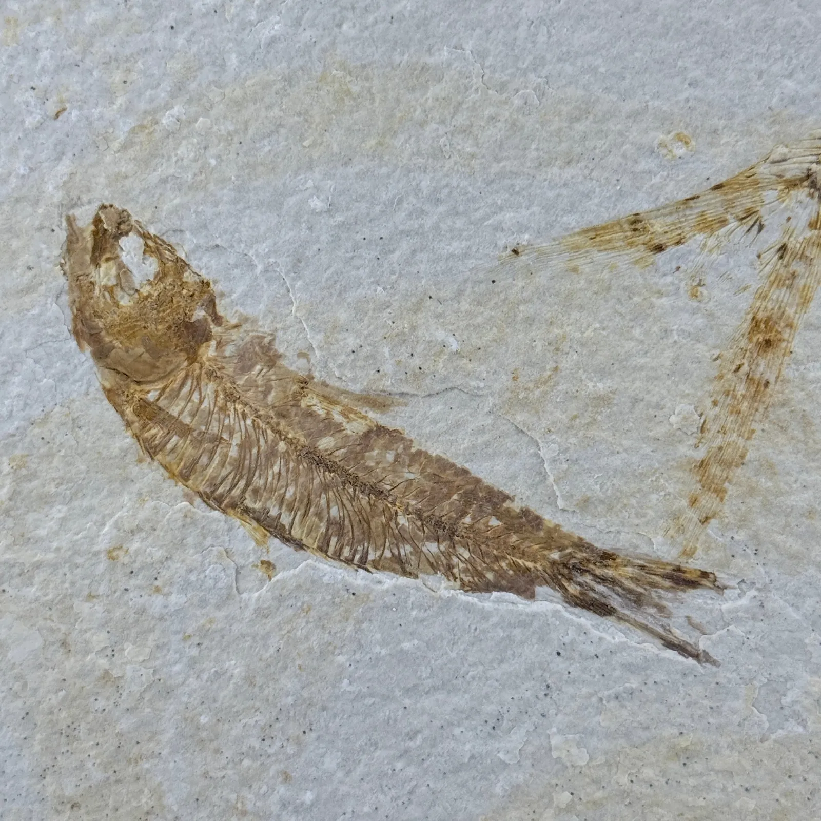 Fósil de Pescado Especie Knghtia 12.5 x 17.5 cm