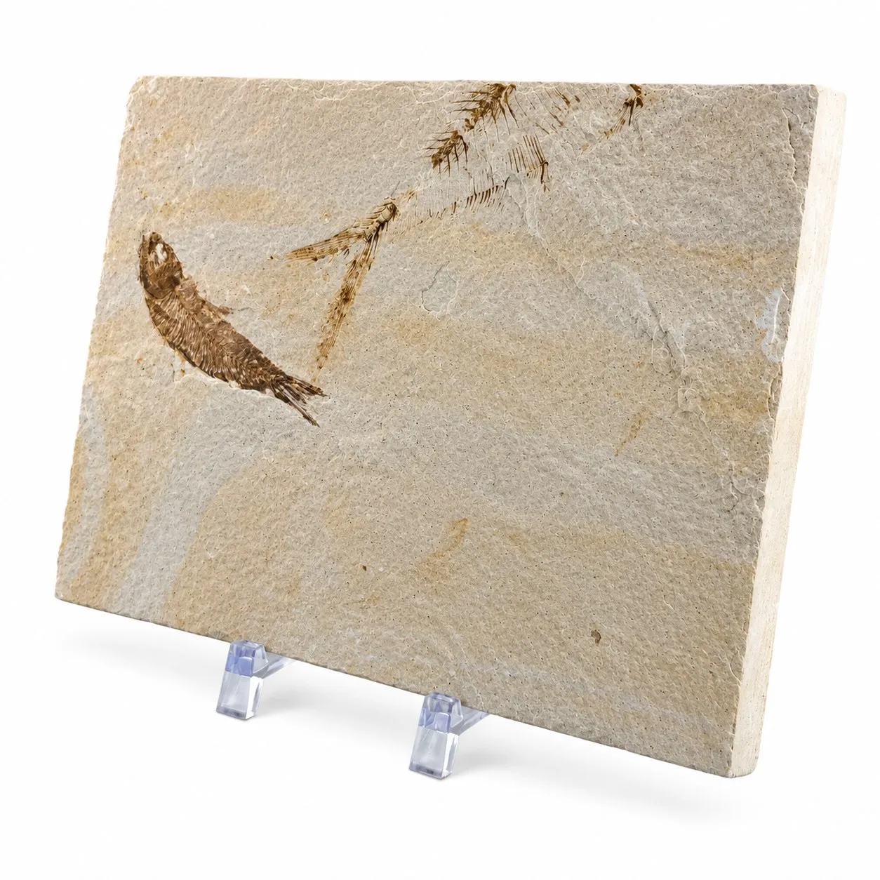 Fósil de Pescado Especie Knghtia 12.5 x 17.5 cm