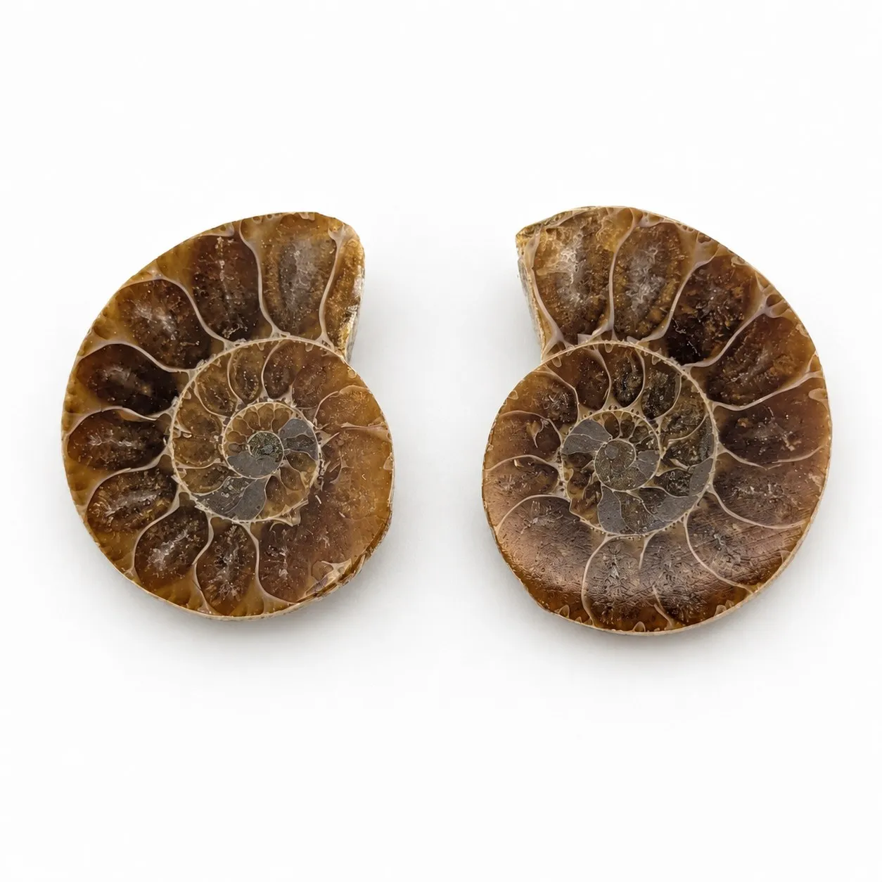 2 a 3 cm-Amonita Cleoniceras de Madagascar Cut´n Polish