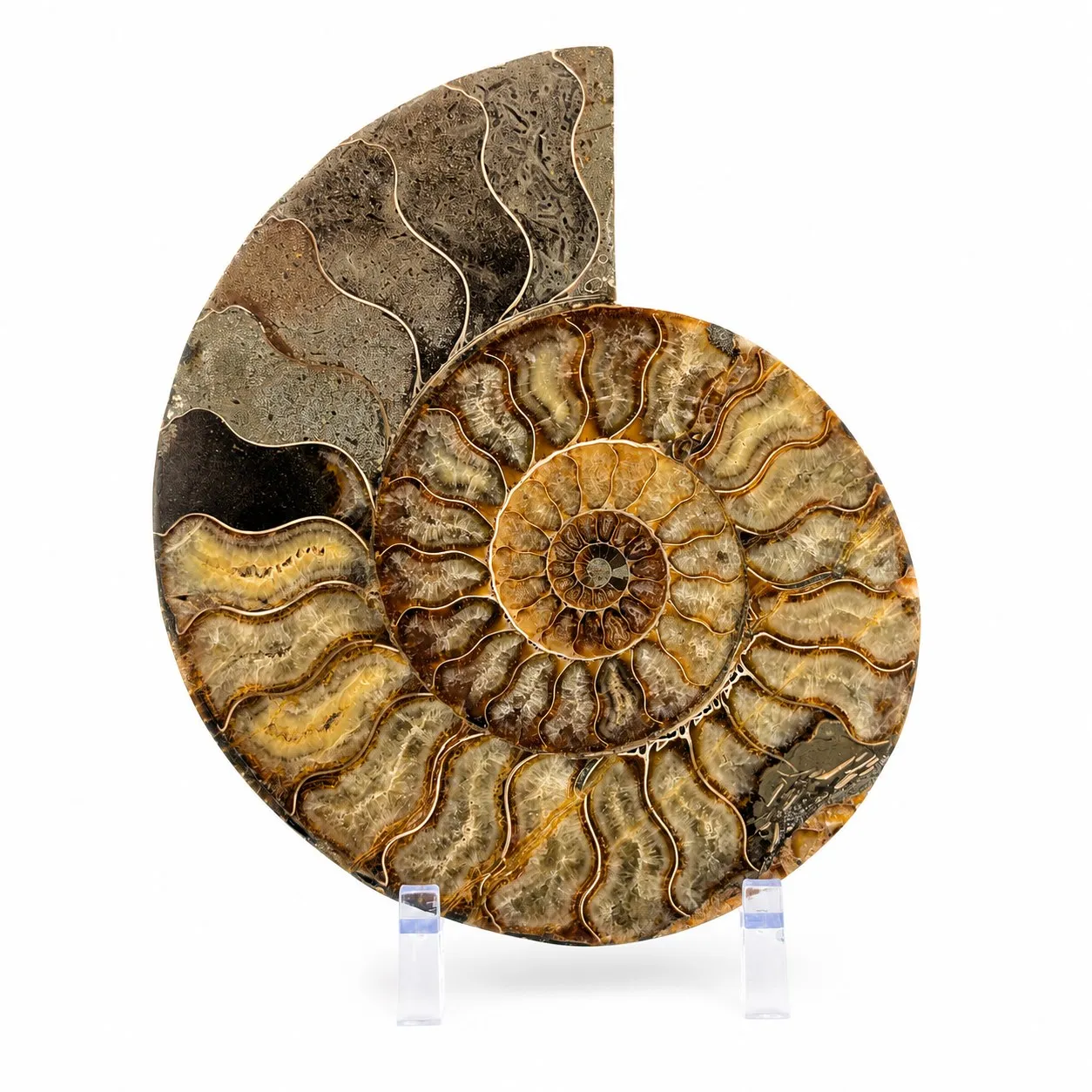 Amonita Cleoniceras 21 cm