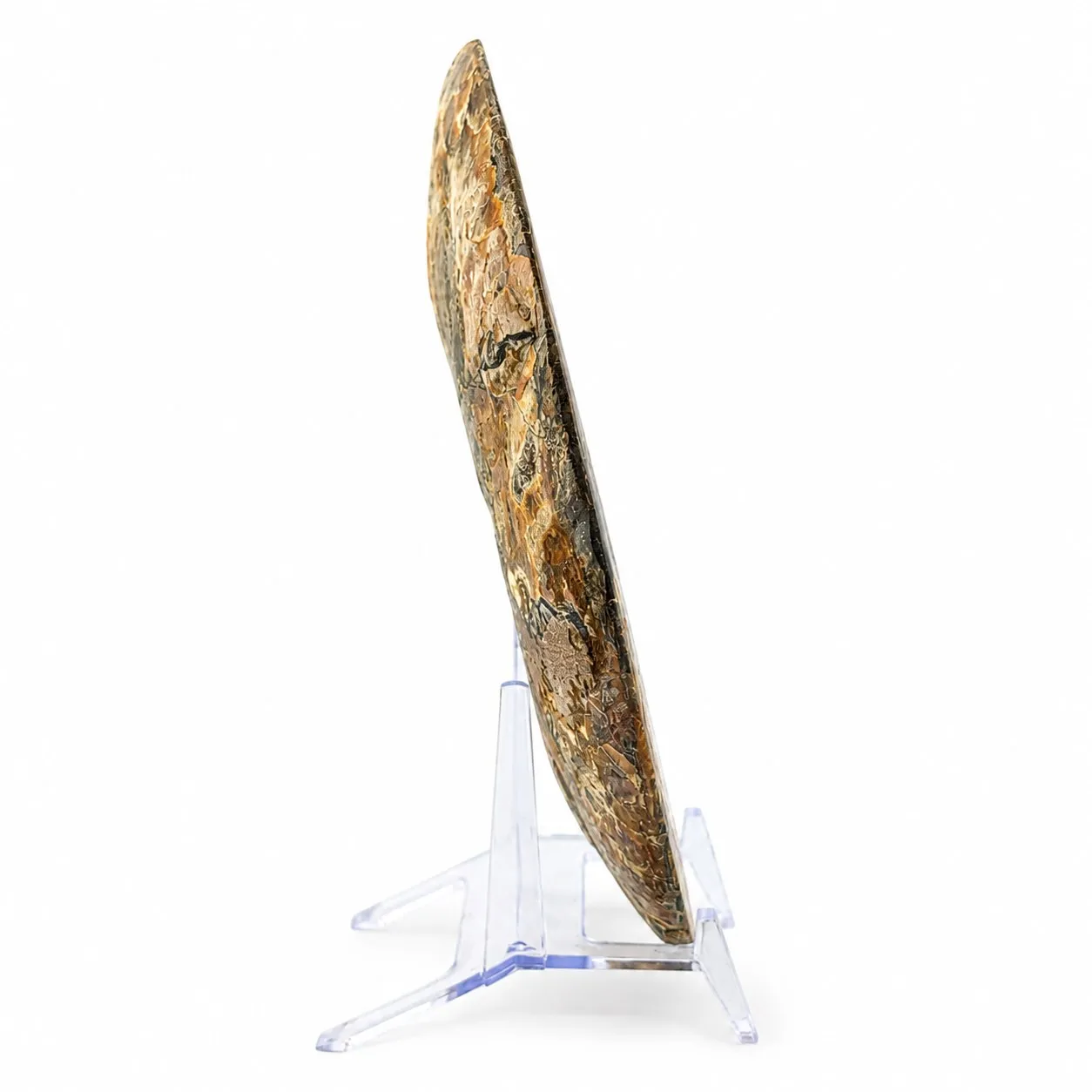Amonita Cleoniceras 21 cm