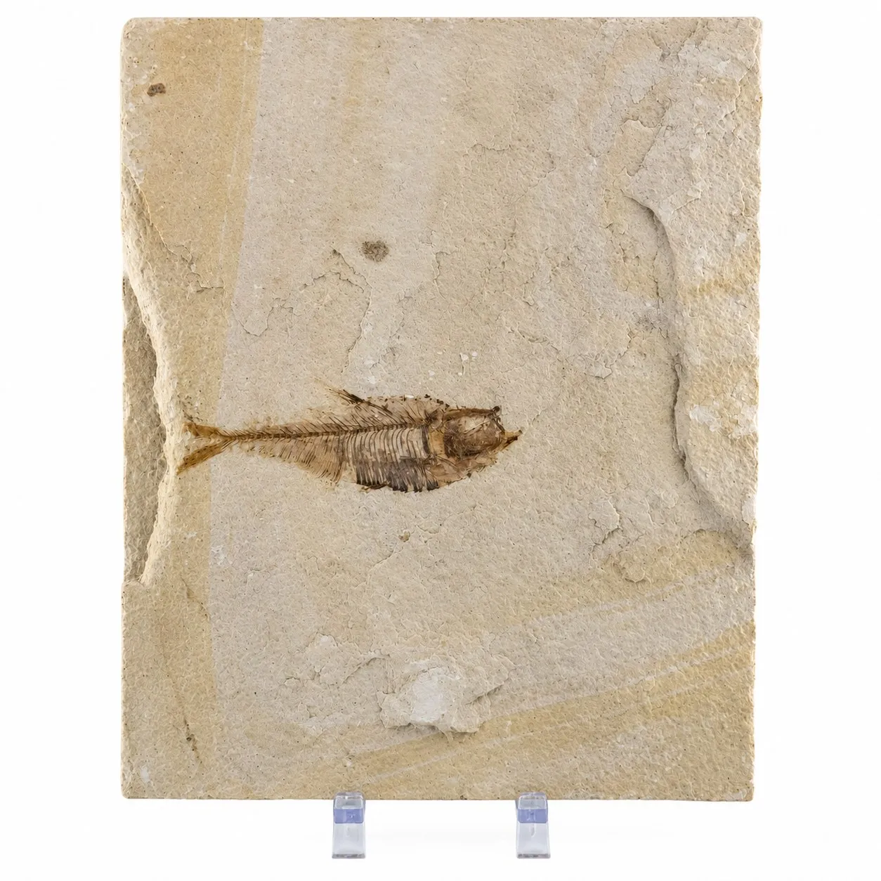 Fósil de Pescado Especie Knghtia 25 x 20.5 cm