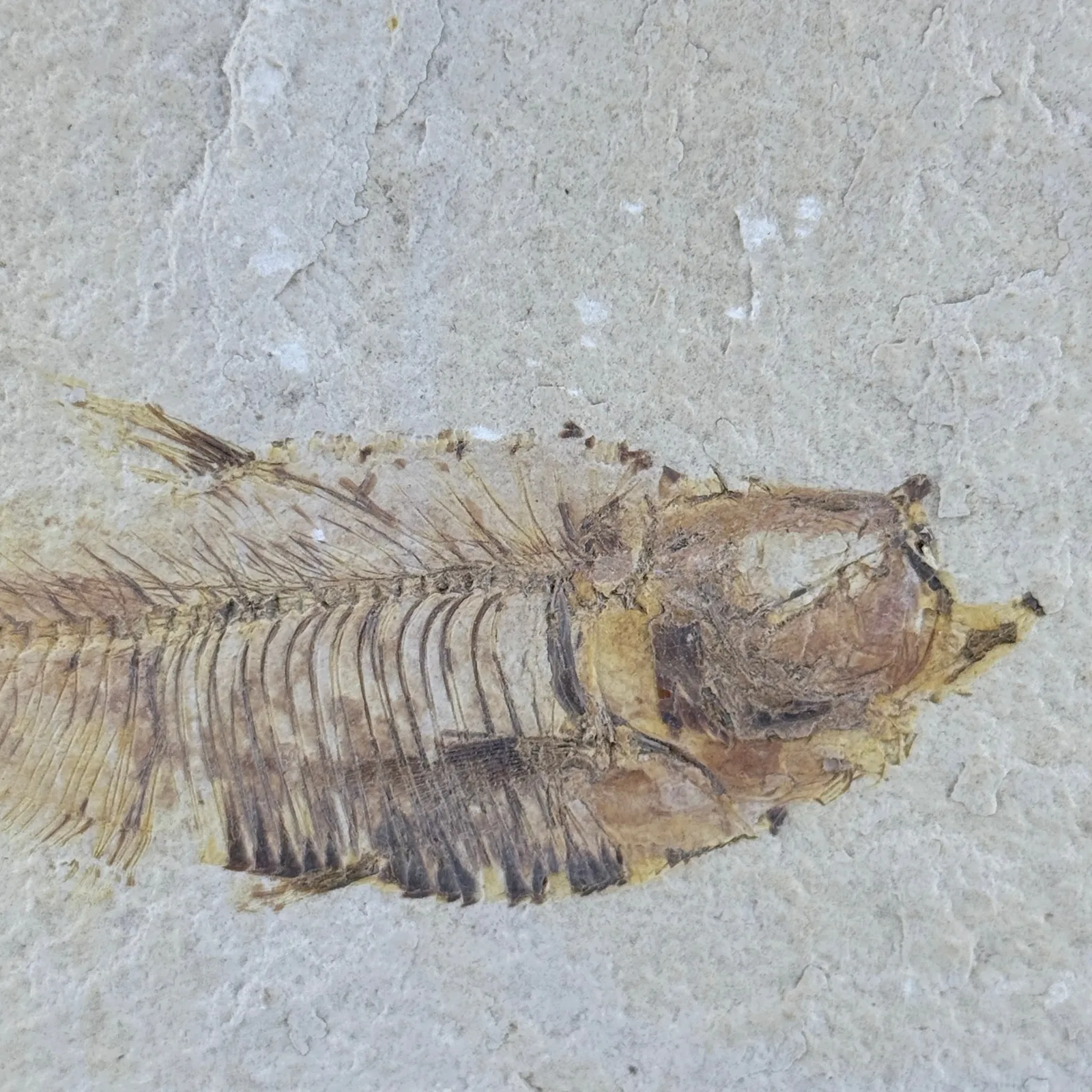 Fósil de Pescado Especie Knghtia 25 x 20.5 cm