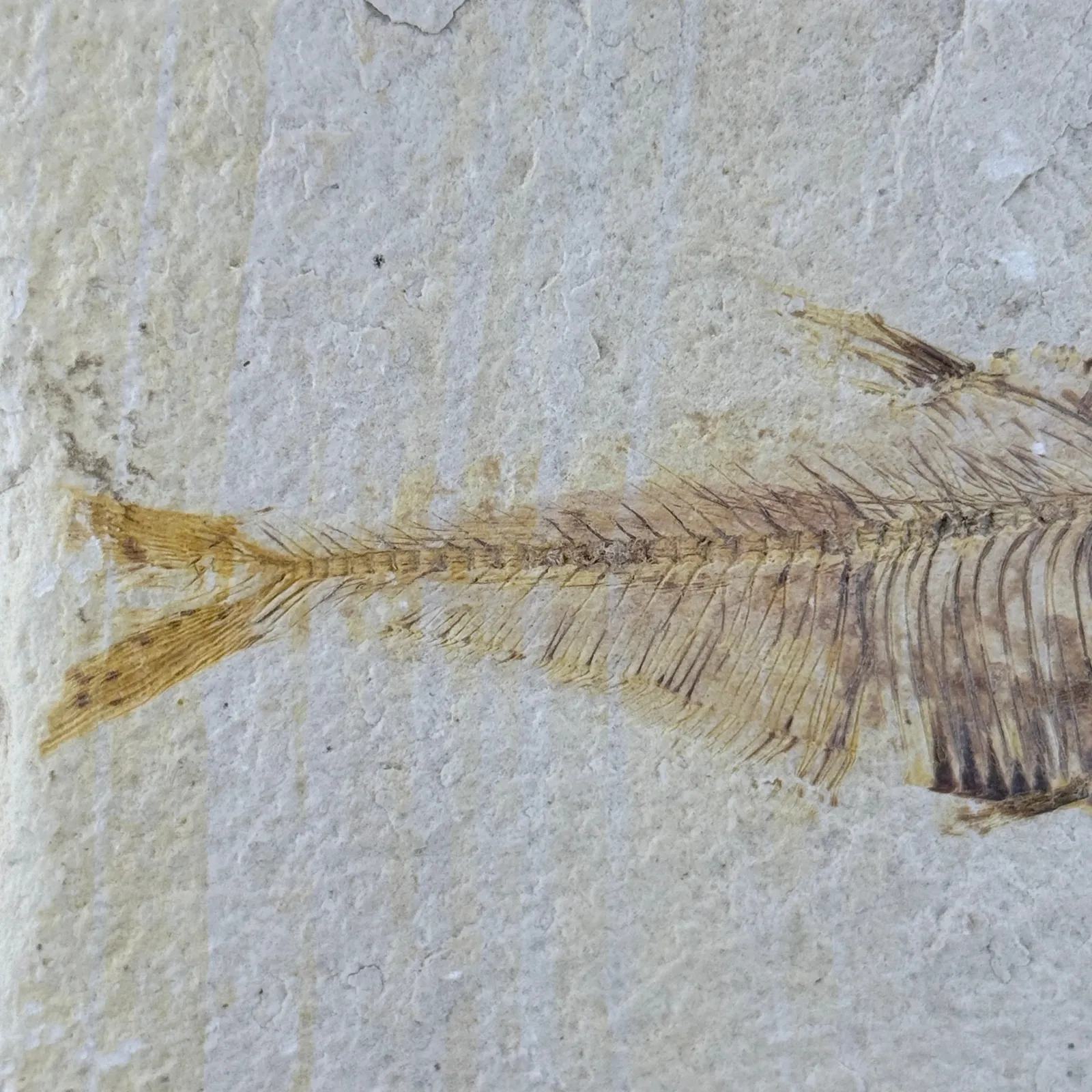 Fósil de Pescado Especie Knghtia 25 x 20.5 cm