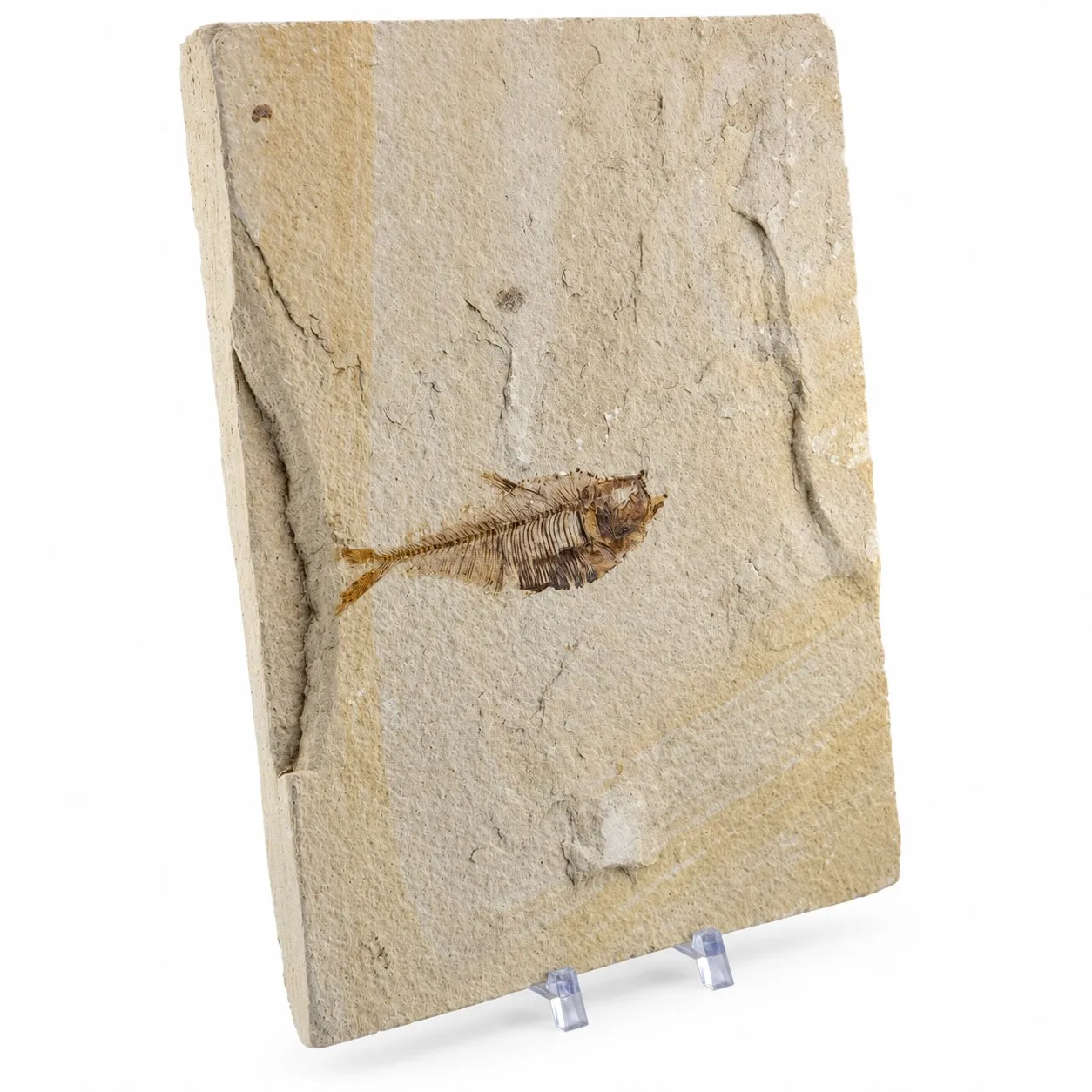 Fósil de Pescado Especie Knghtia 25 x 20.5 cm