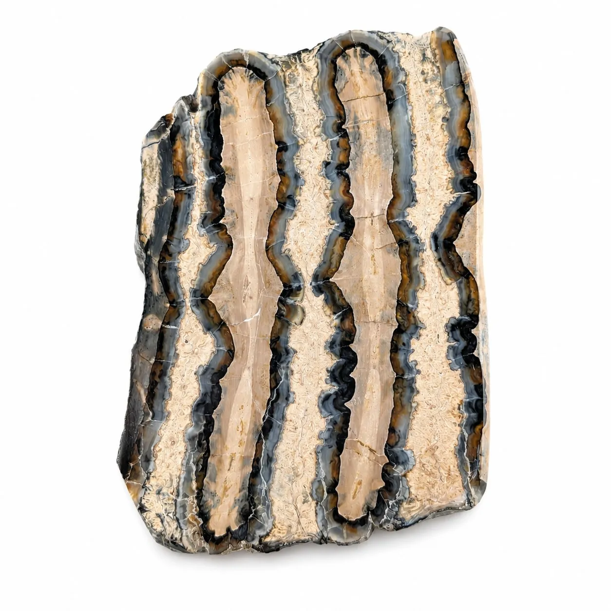 6mm-Fósil Pieza de molar de mamuthus columbi de Carolina del Sur EEUU