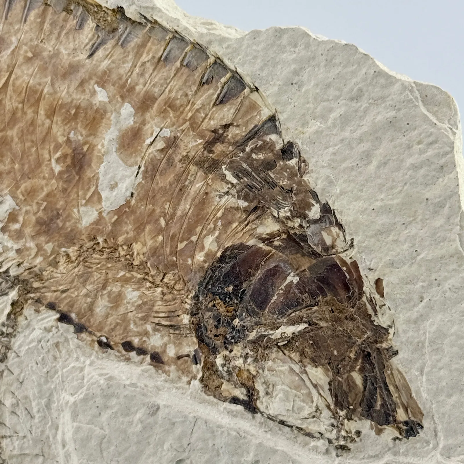 Fósil de Pescado Especie Knghtia 12.5 x 7.5 cm