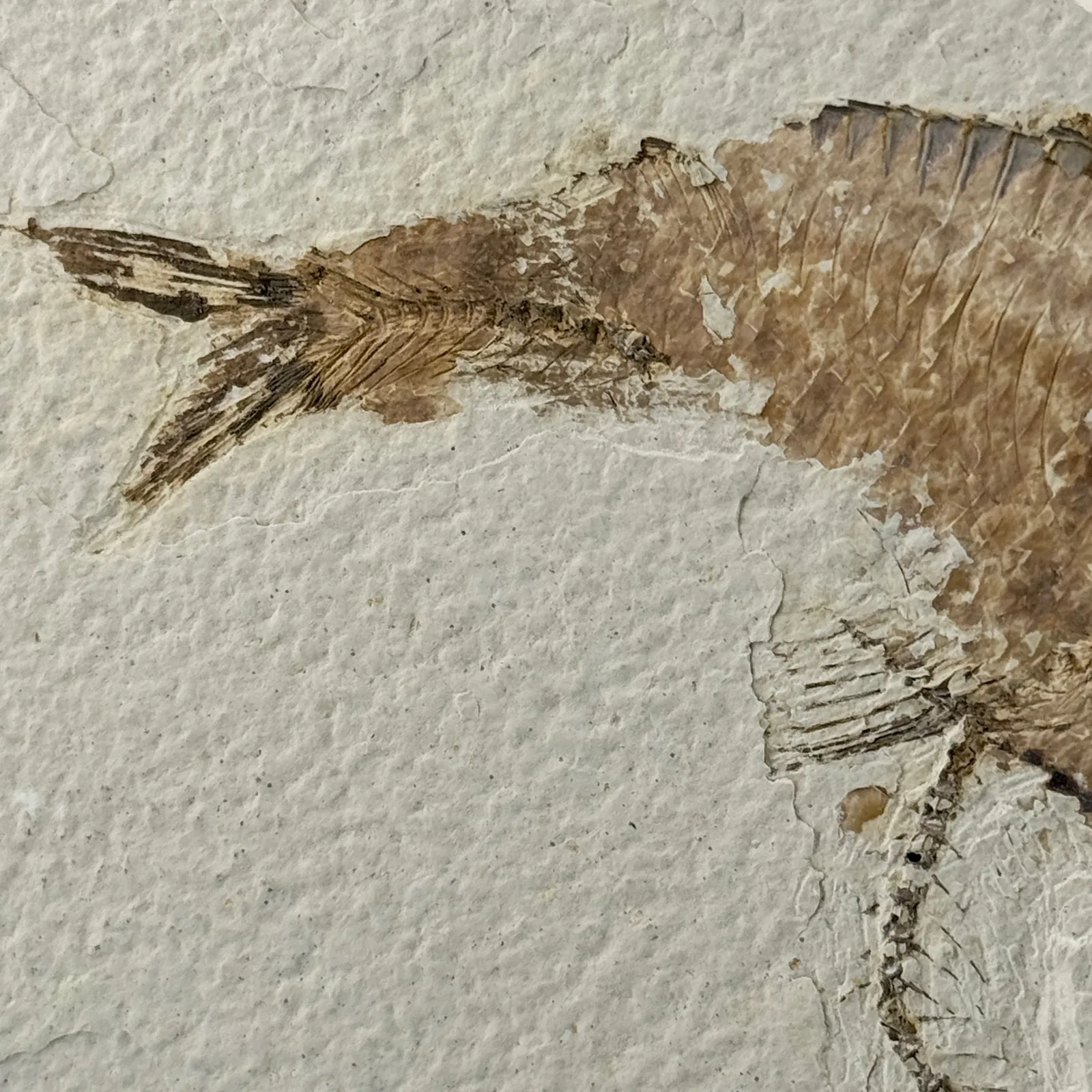 Fósil de Pescado Especie Knghtia 12.5 x 7.5 cm