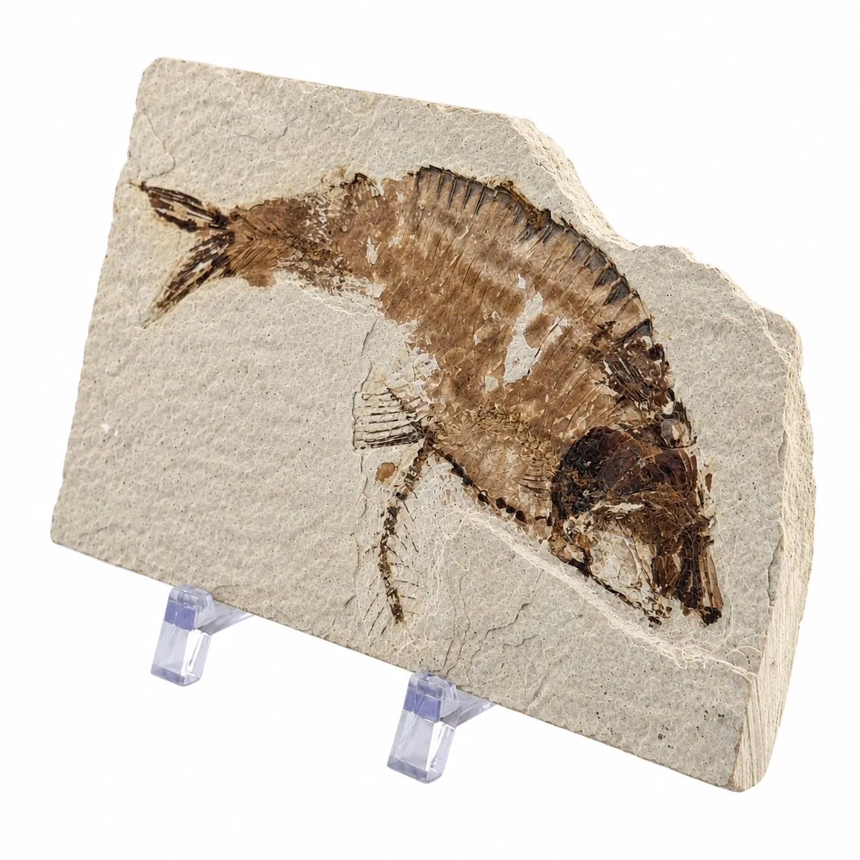 Fósil de Pescado Especie Knghtia 12.5 x 7.5 cm