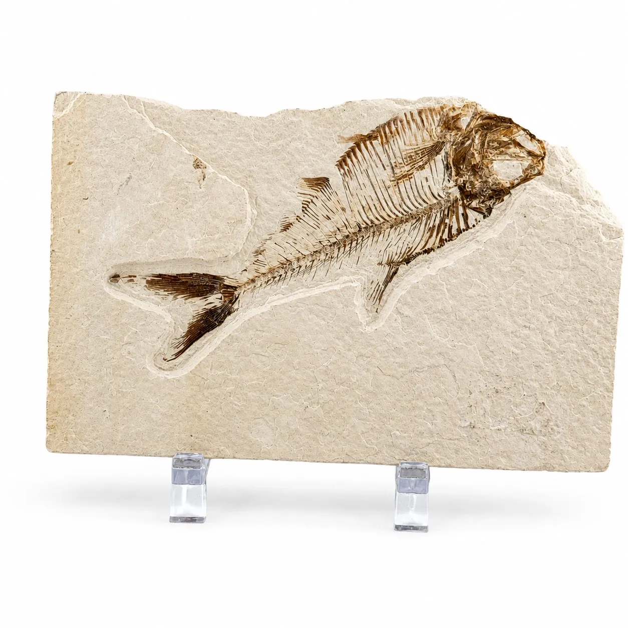 Fósil de pez Knightia 13 cm
