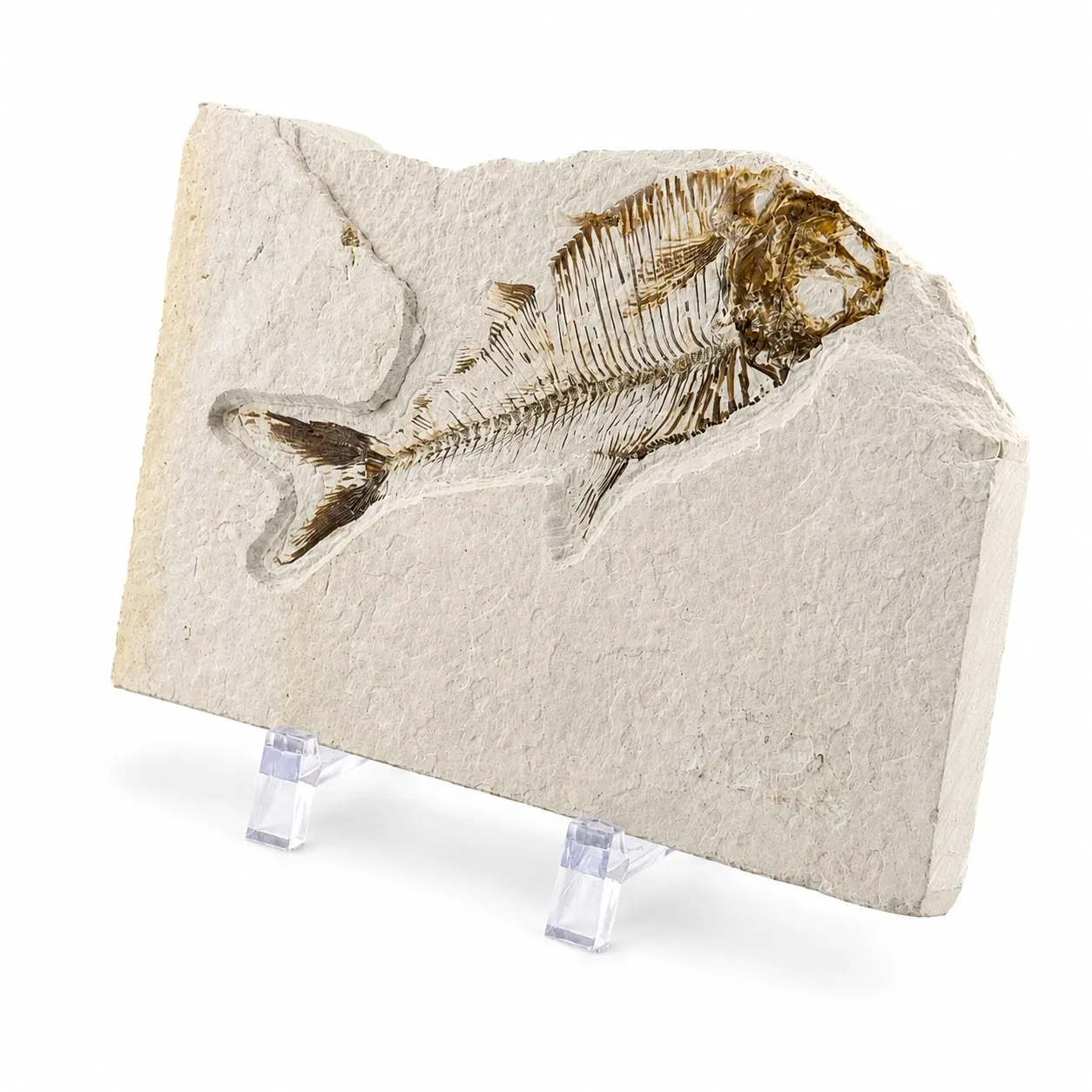 Fósil de pez Knightia 13 cm