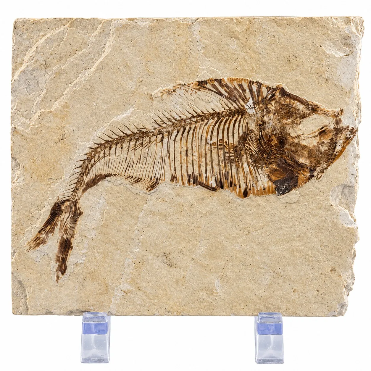 Fósil de Pescado Especie Knghtia 7 x 8 cm