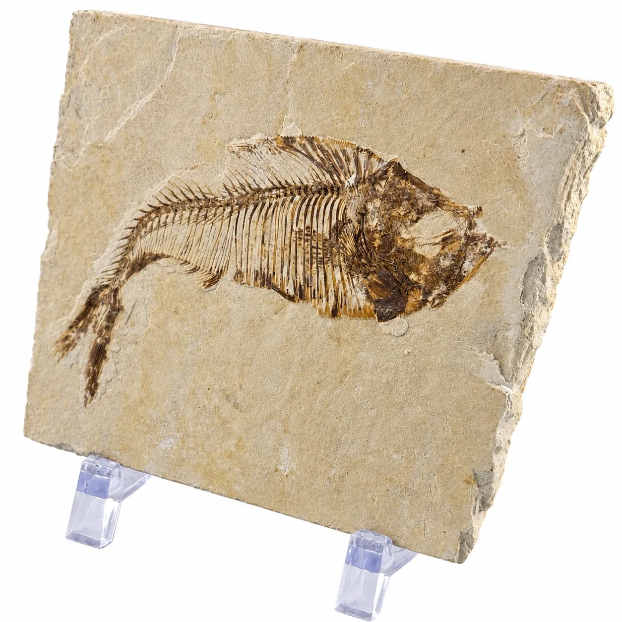 Fósil de Pescado Especie Knghtia 7 x 8 cm
