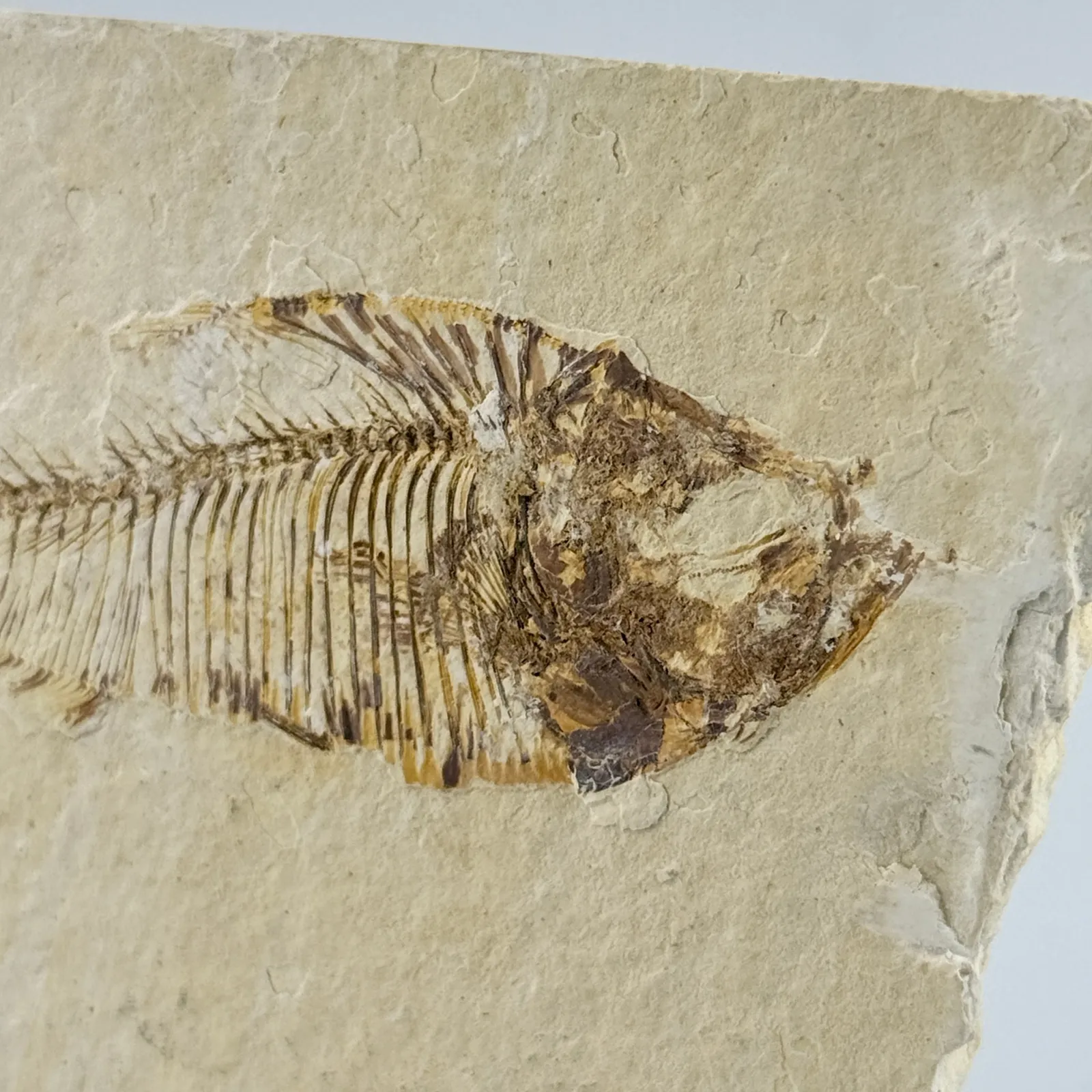 Fósil de Pescado Especie Knghtia 7 x 8 cm