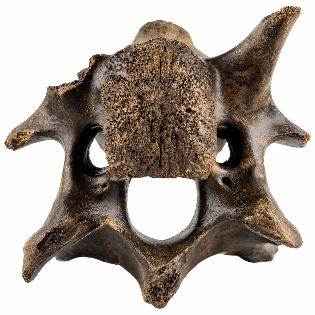 Vértebra cervical de bisonte (Bison antiquus) 11 cm