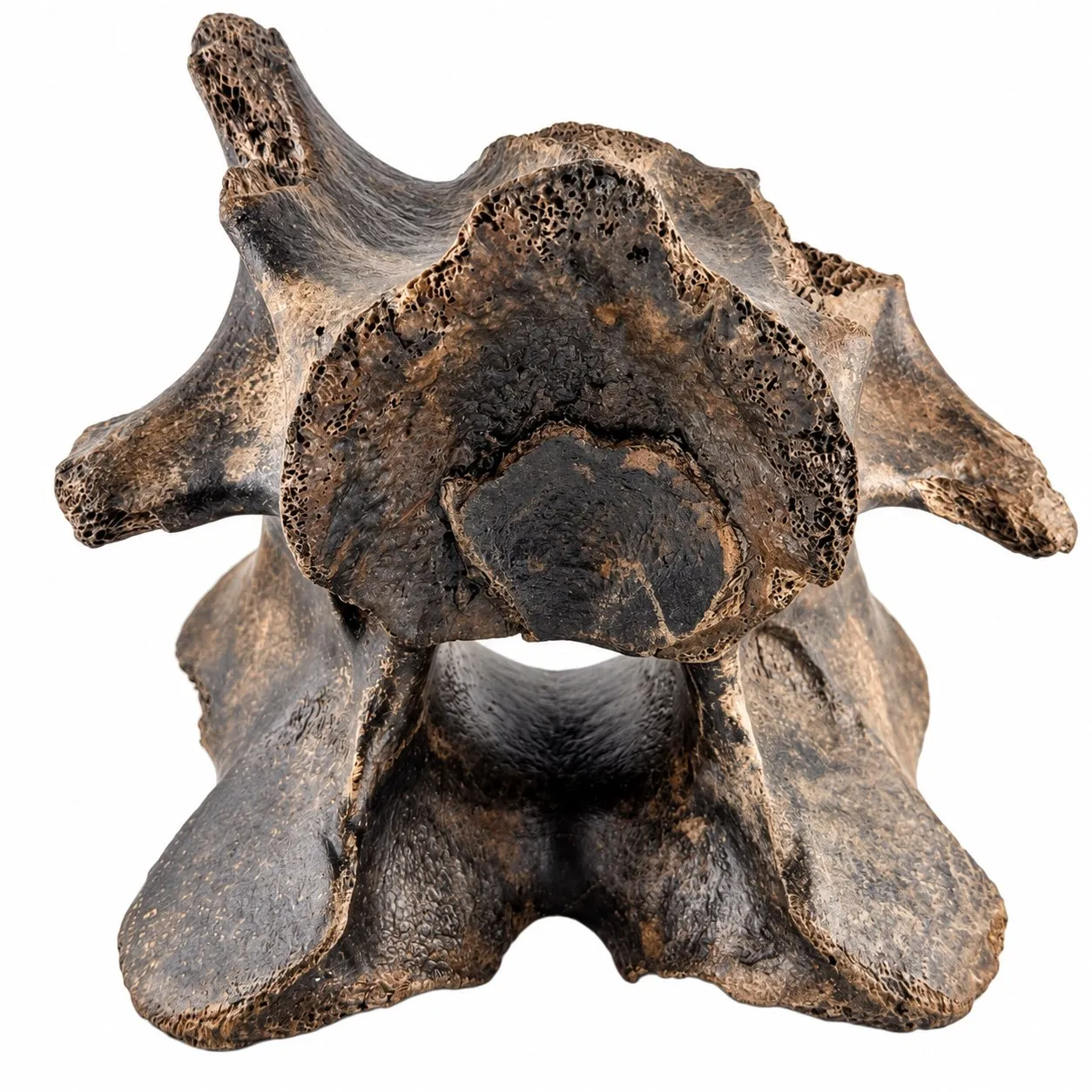 Vértebra cervical de bisonte (Bison antiquus) 11 cm