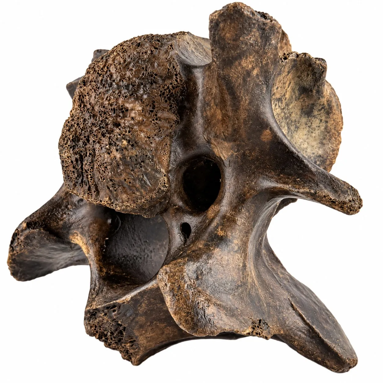 Vértebra cervical de bisonte (Bison antiquus) 11 cm
