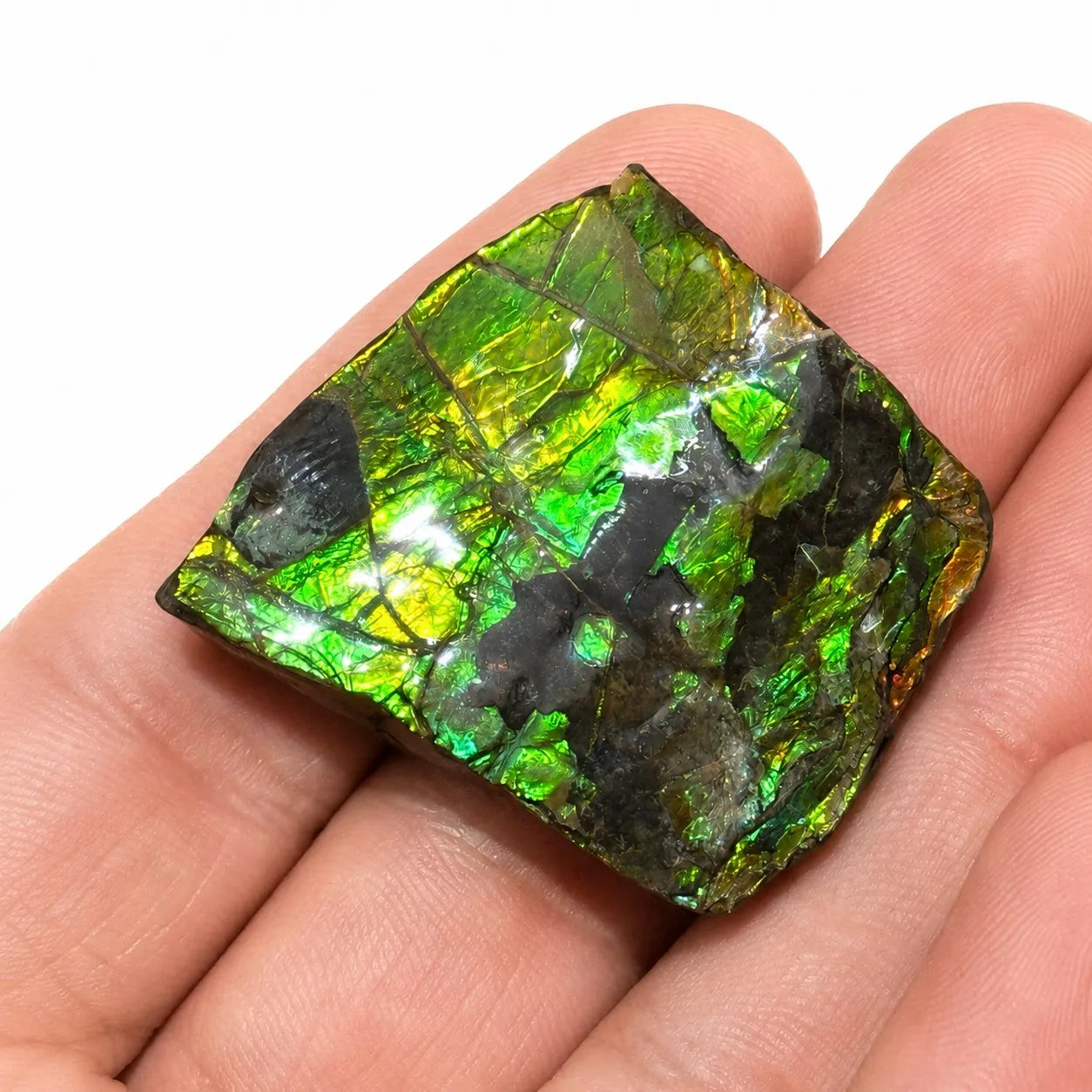 Ammolita 3.8 x 3.5 cm