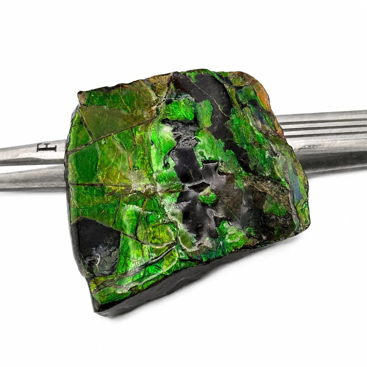 Ammolita 3.8 x 3.5 cm