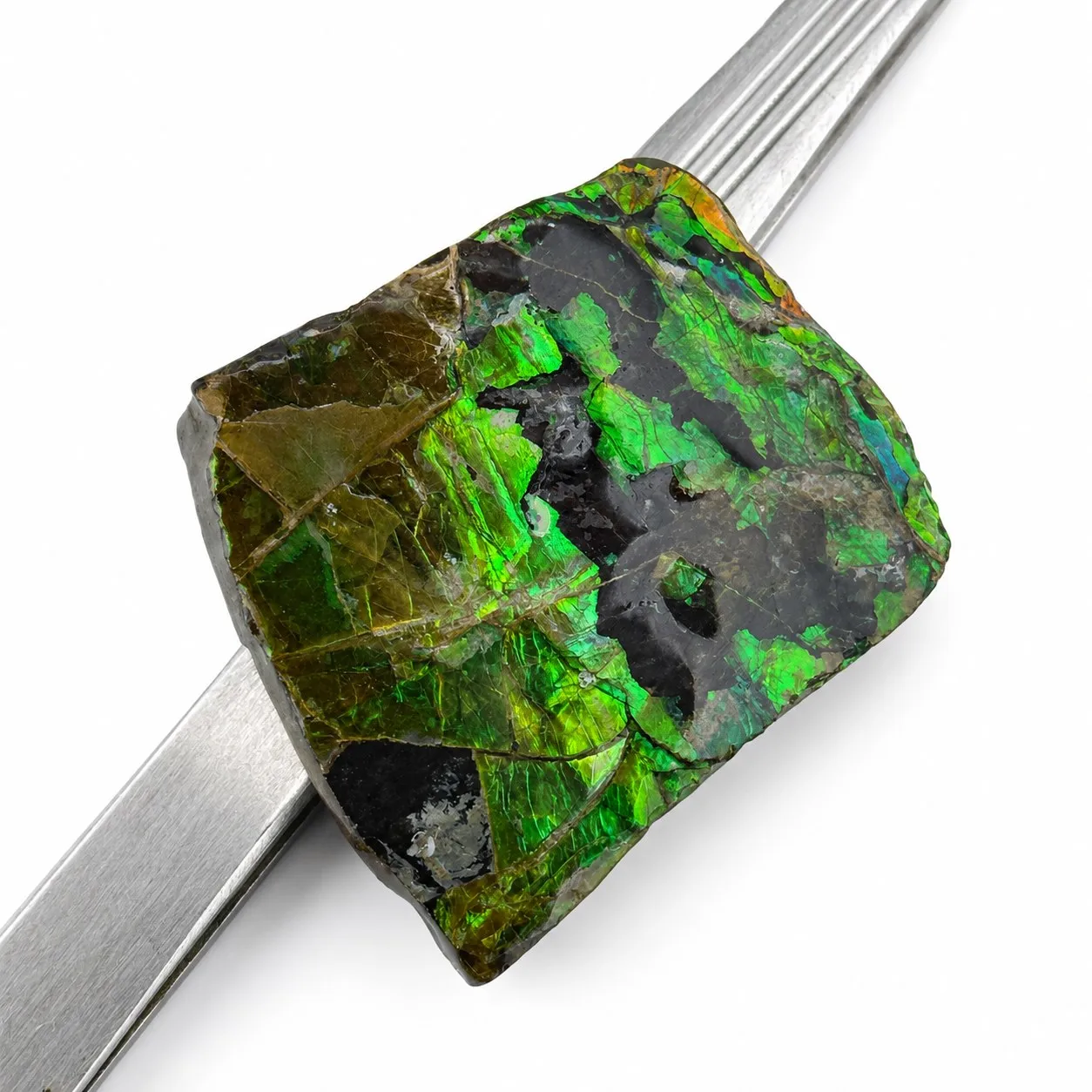 Ammolita 3.8 x 3.5 cm