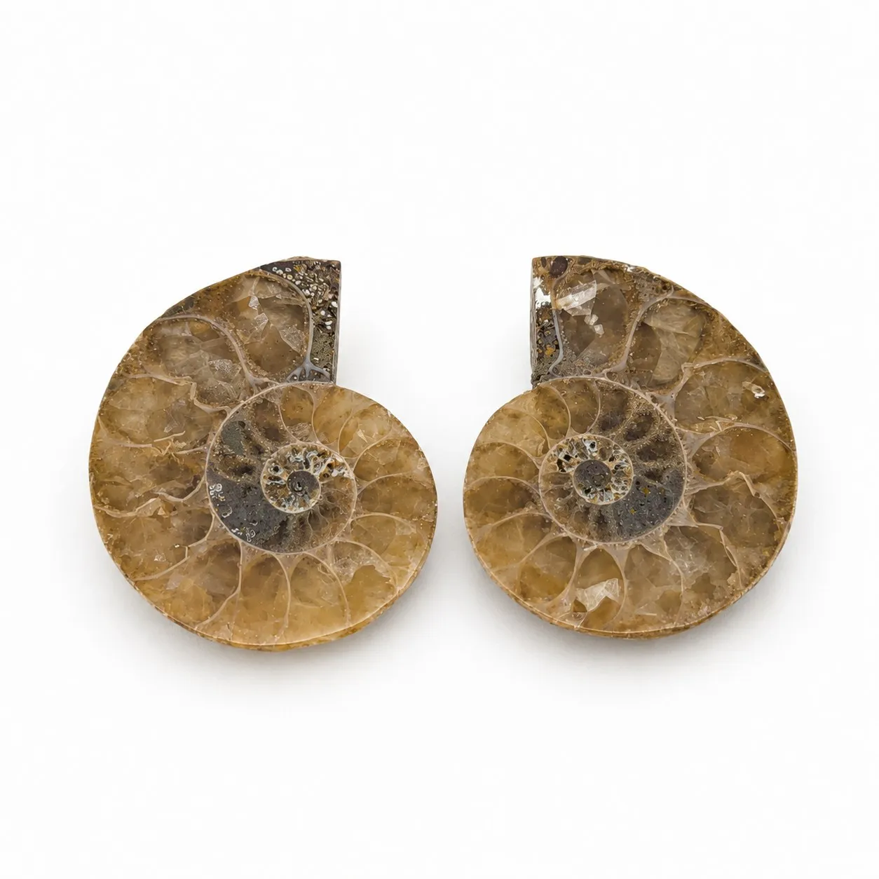 Amonita Cleoniceras