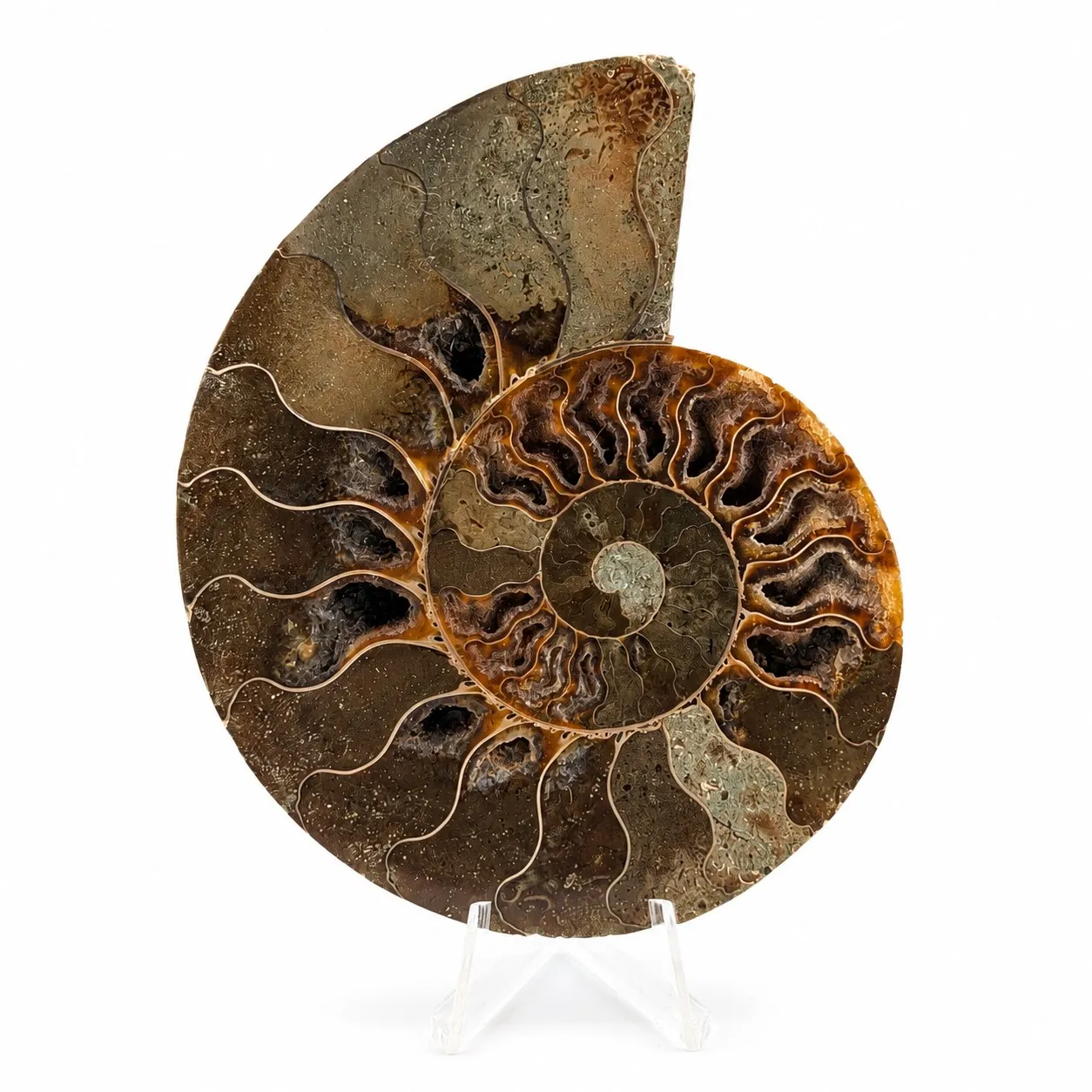 Amonita Cleoniceras 13.5 cm