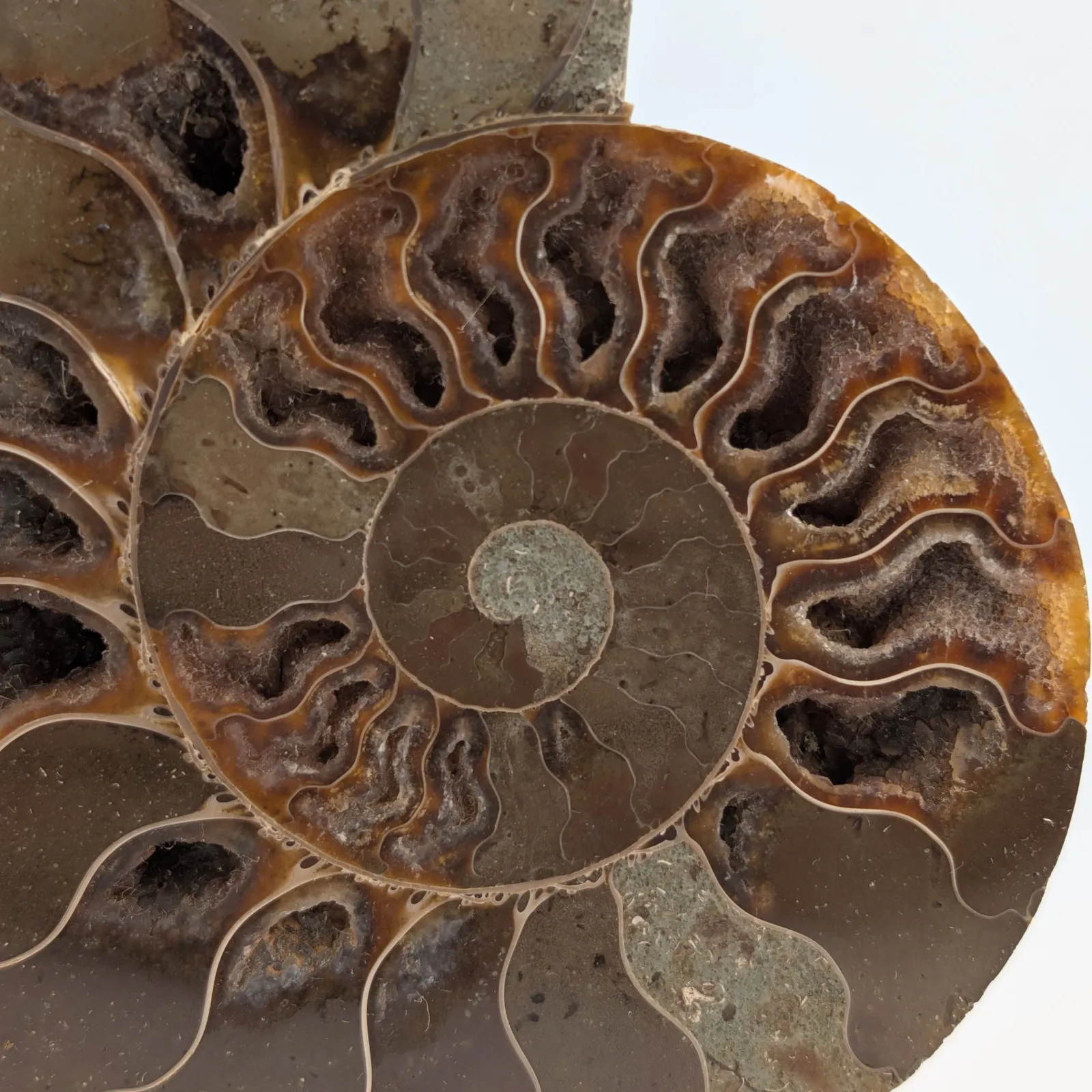 Amonita Cleoniceras 13.5 cm