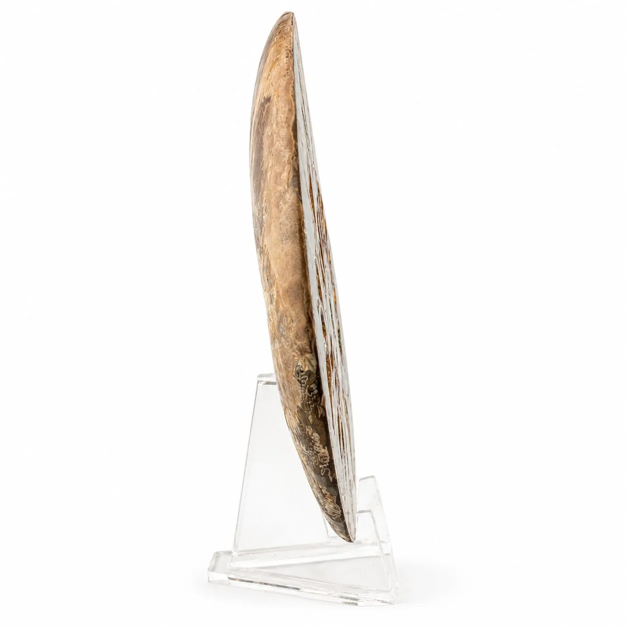Amonita Cleoniceras 13.5 cm