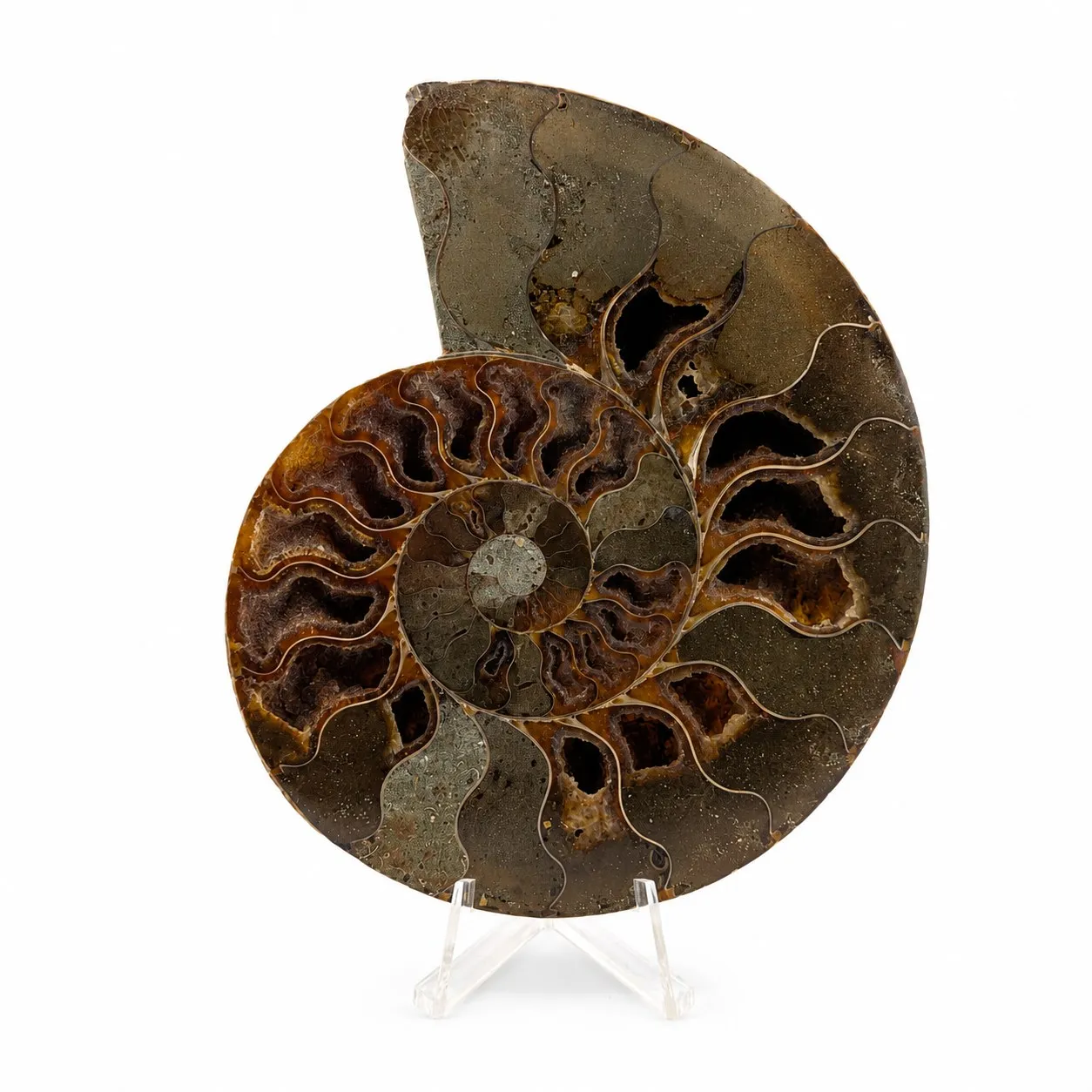 Amonita Cleoniceras 13.5 cm