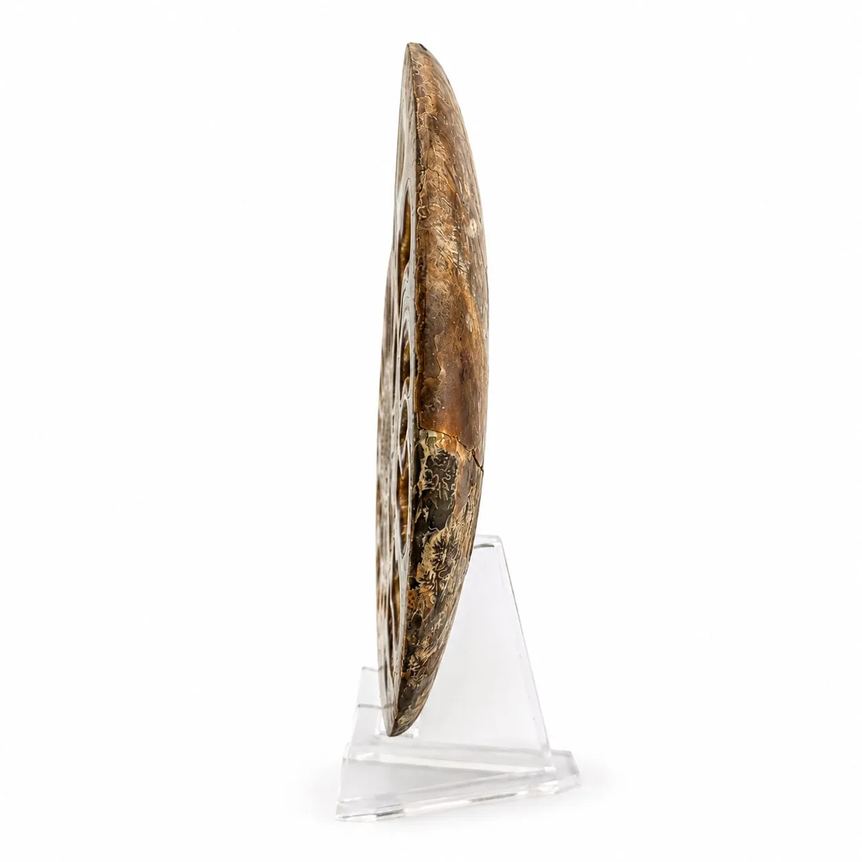Amonita Cleoniceras 13.5 cm