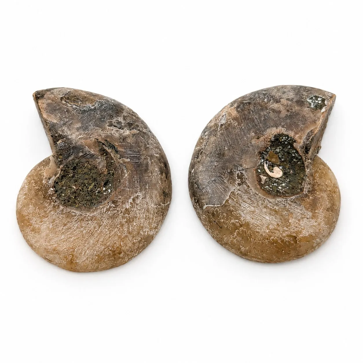 Amonita Cleoniceras