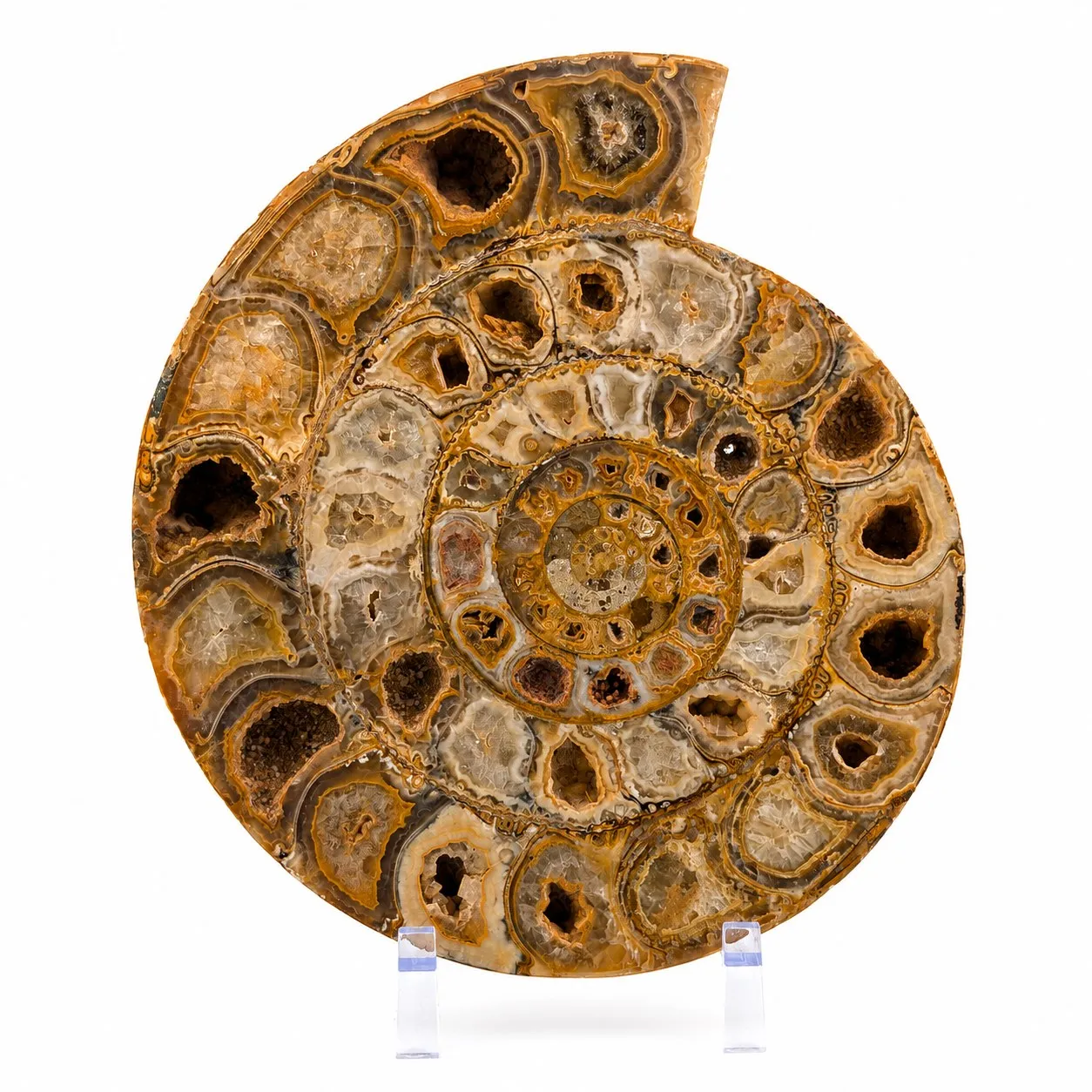 Amonita Perisphinctes
