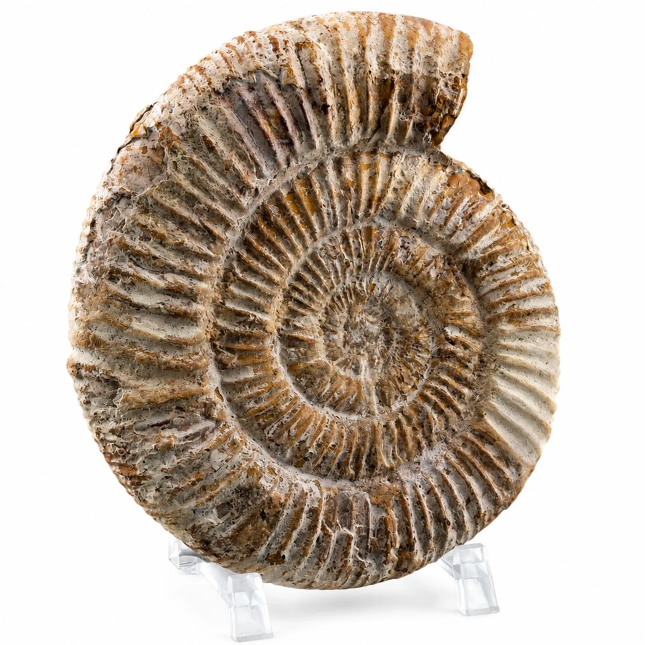 Amonita Perisphinctes 12.5 cm