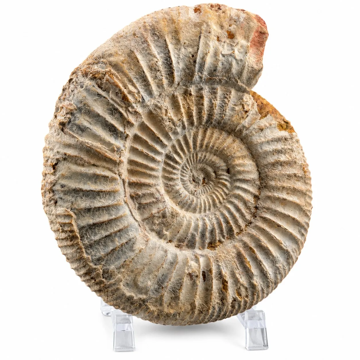 Amonita Perisphinctes 12.5 cm