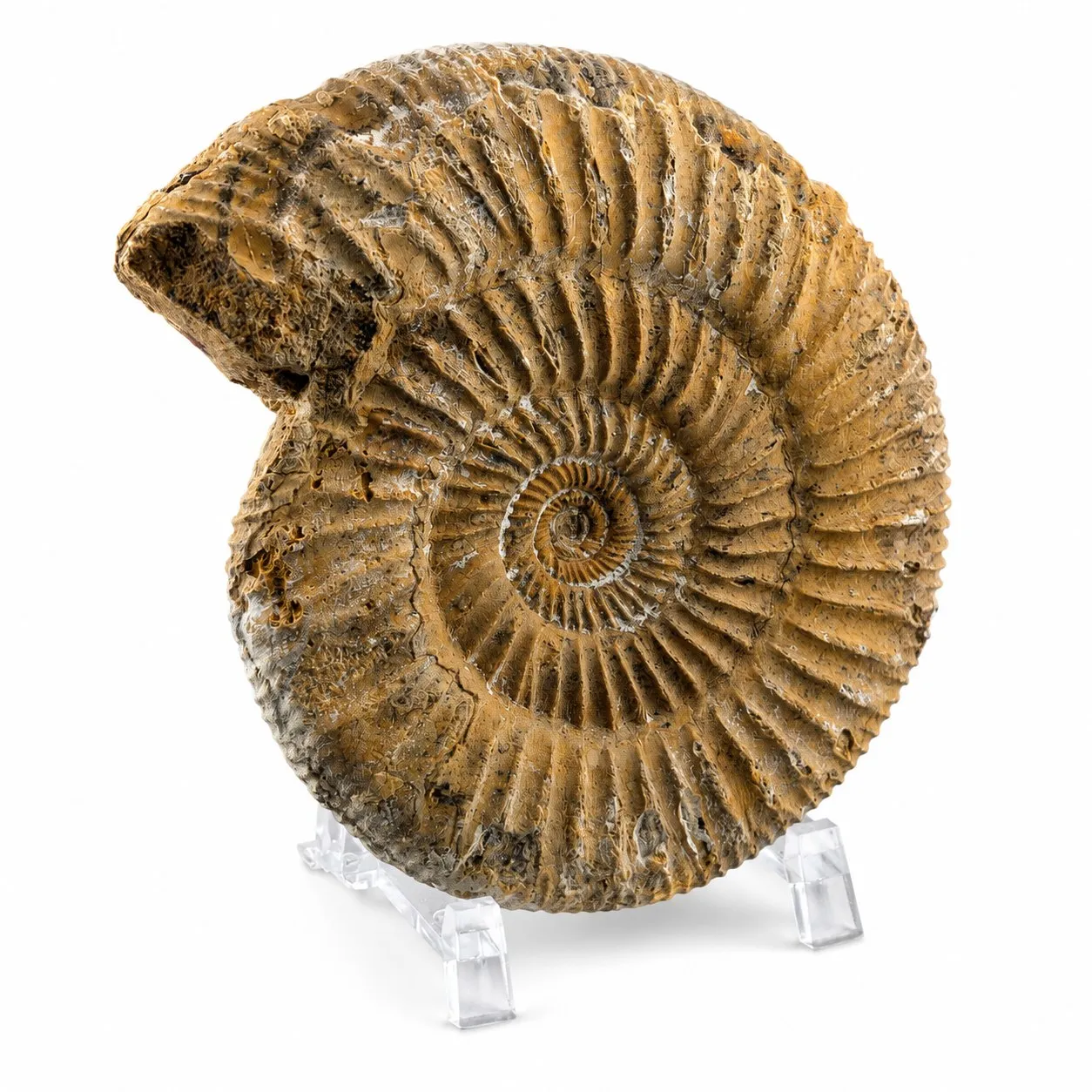 Amonita Perisphinctes 12.5 cm