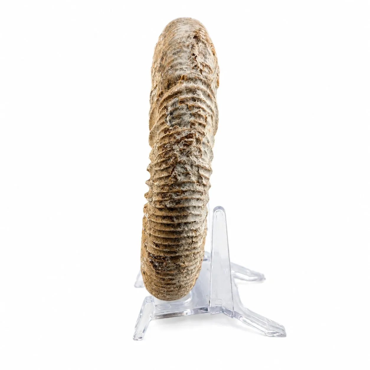 Amonita Perisphinctes 12.5 cm