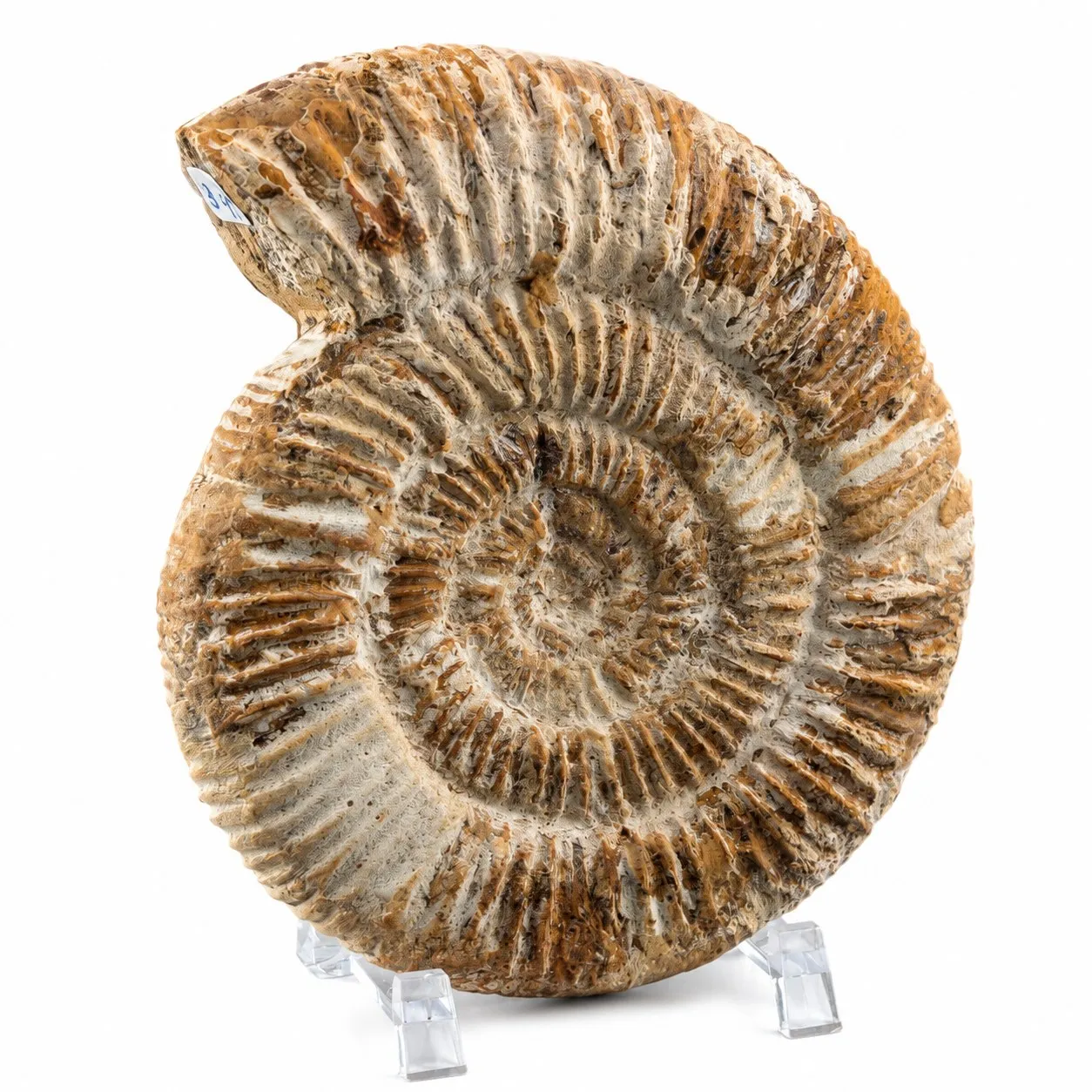 Amonita Perisphinctes 12.5 cm