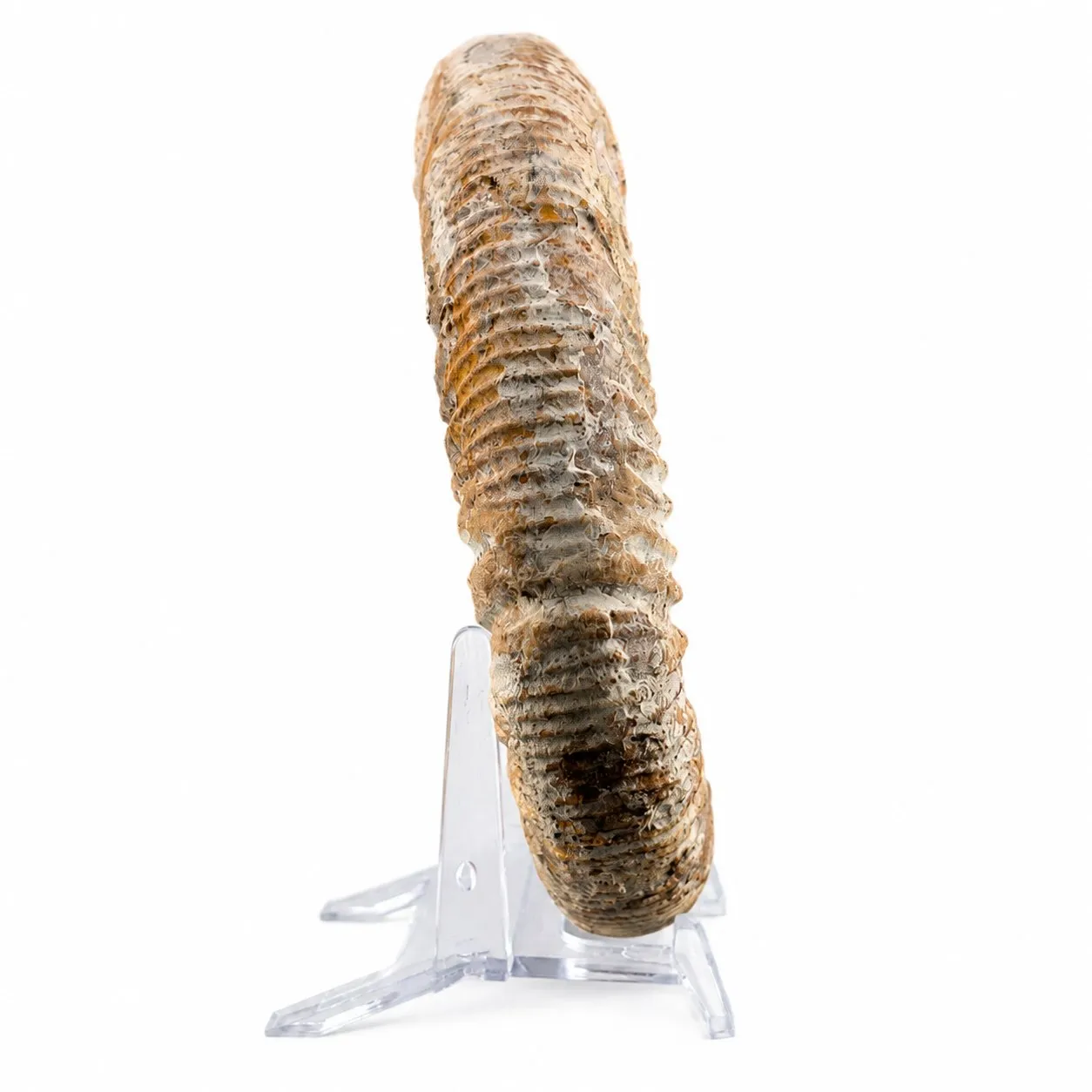 Amonita Perisphinctes 12.5 cm