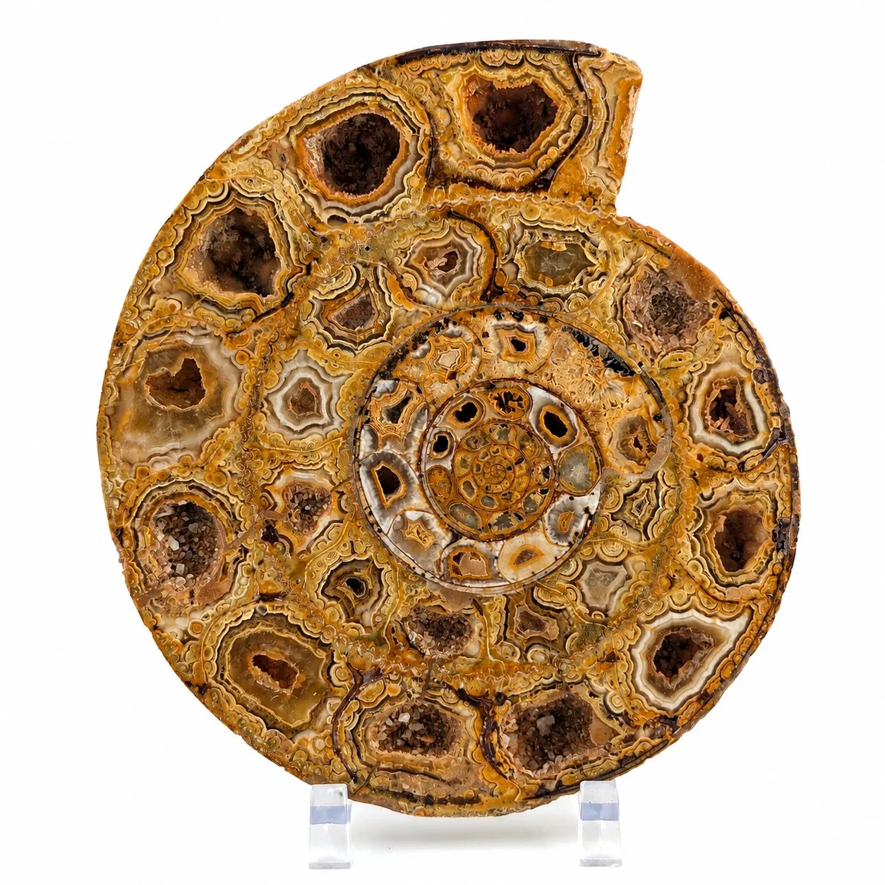 Amonita Perisphinctes 14.5 cm