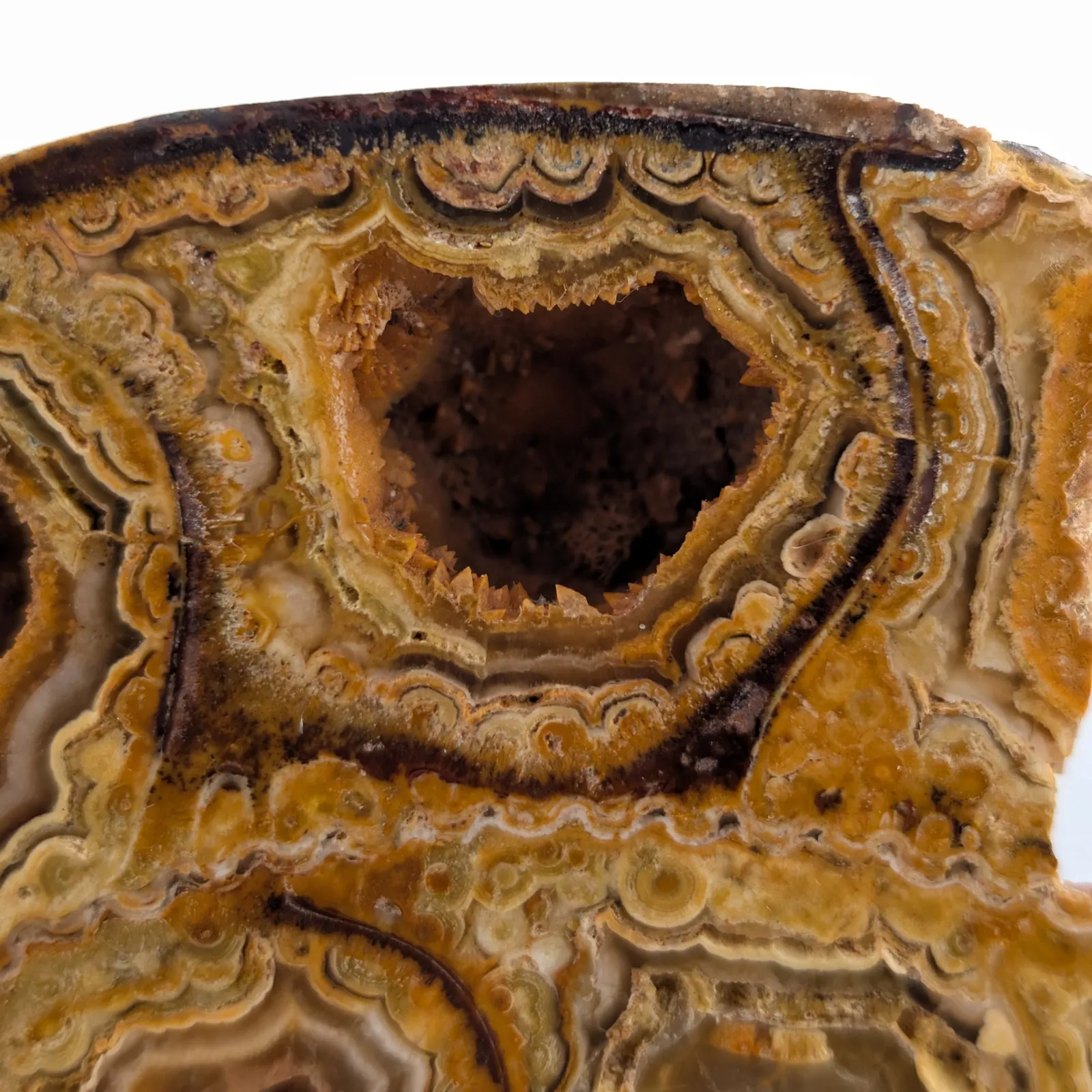 Amonita Perisphinctes 14.5 cm