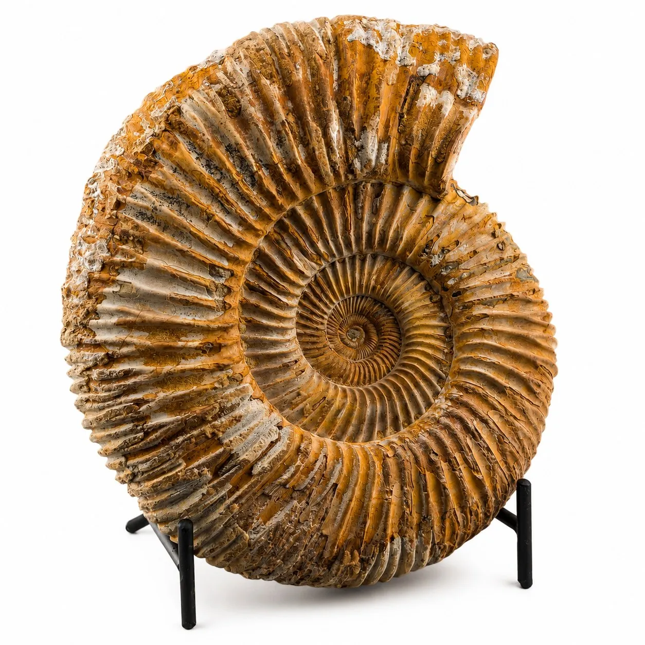 Amonita Perisphinctes 14 cm