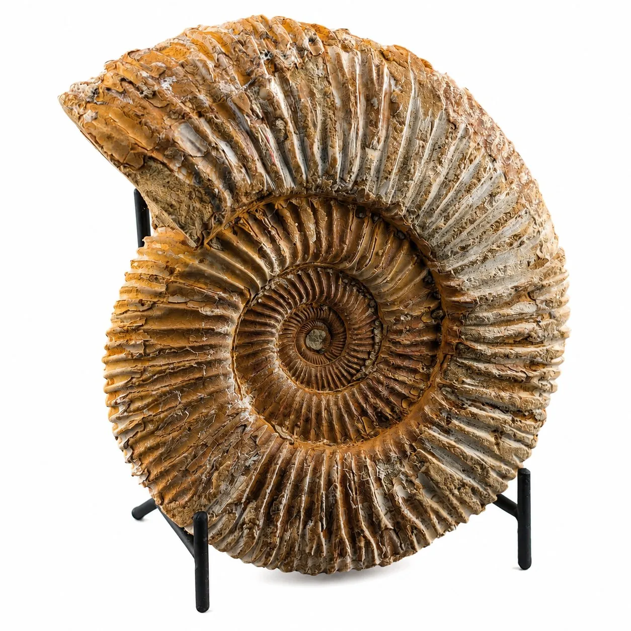 Amonita Perisphinctes 14 cm