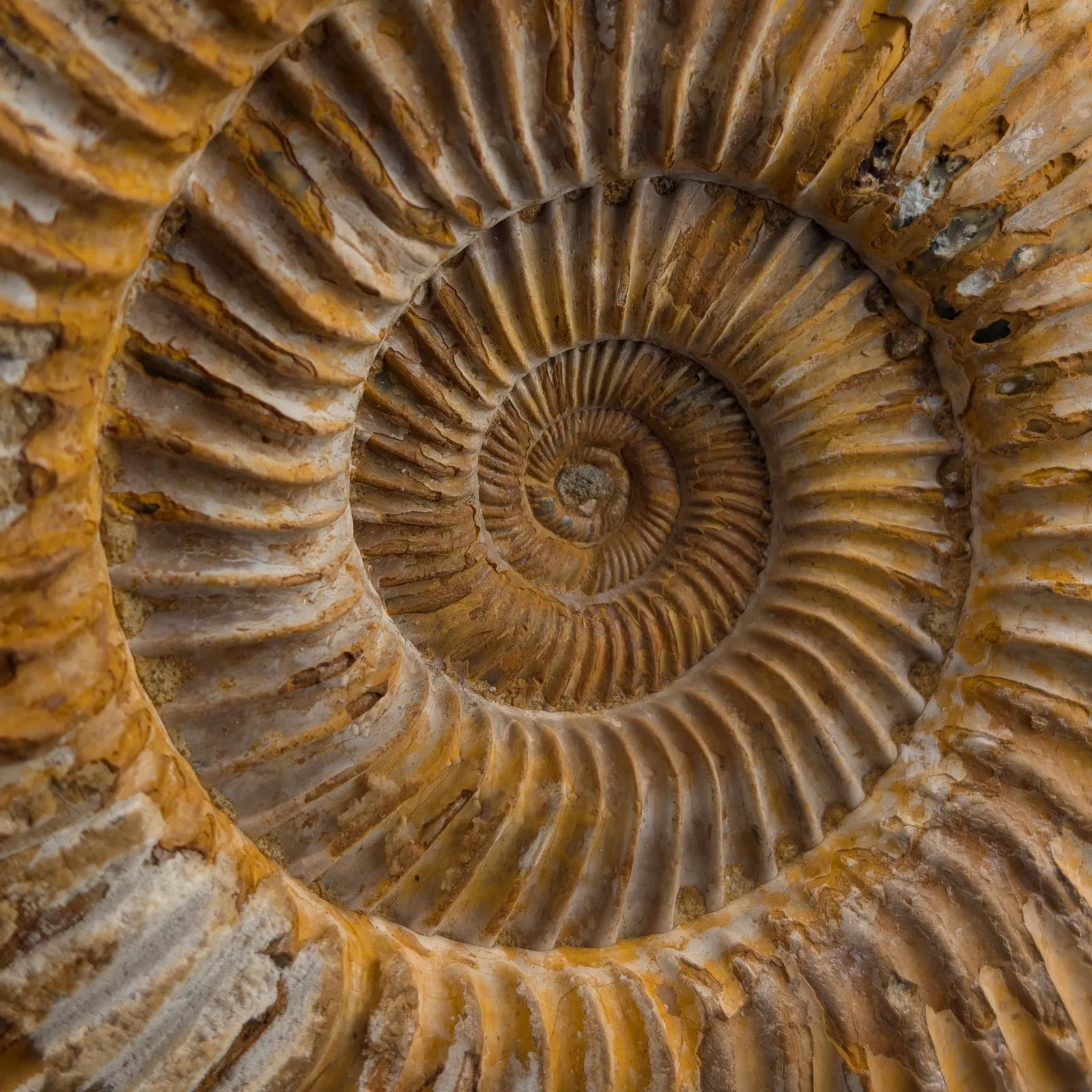 Amonita Perisphinctes 14 cm