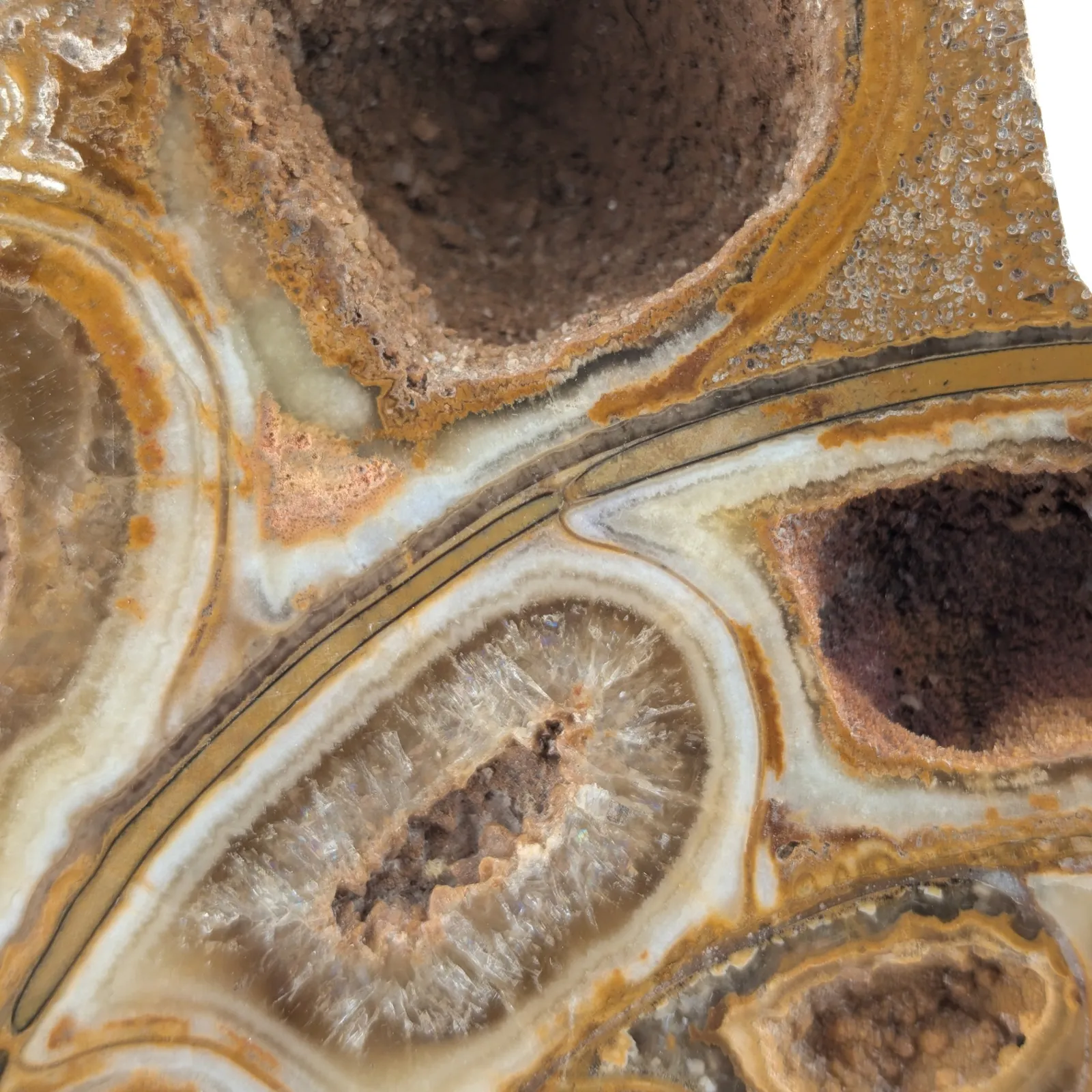 Amonita Perisphinctes 22 cm