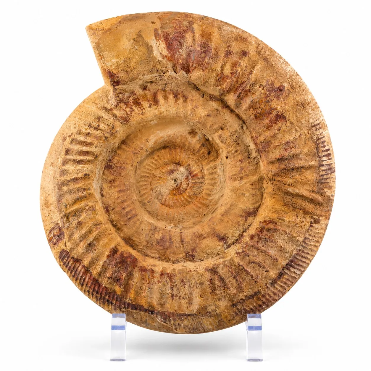 Amonita Perisphinctes 22 cm