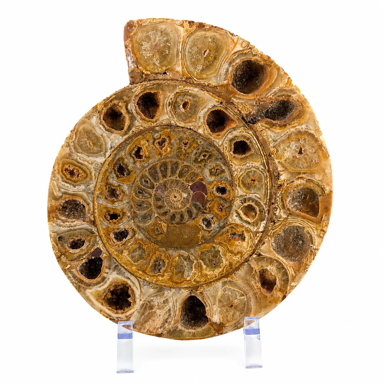 Amonita Perisphinctes 21.5 cm