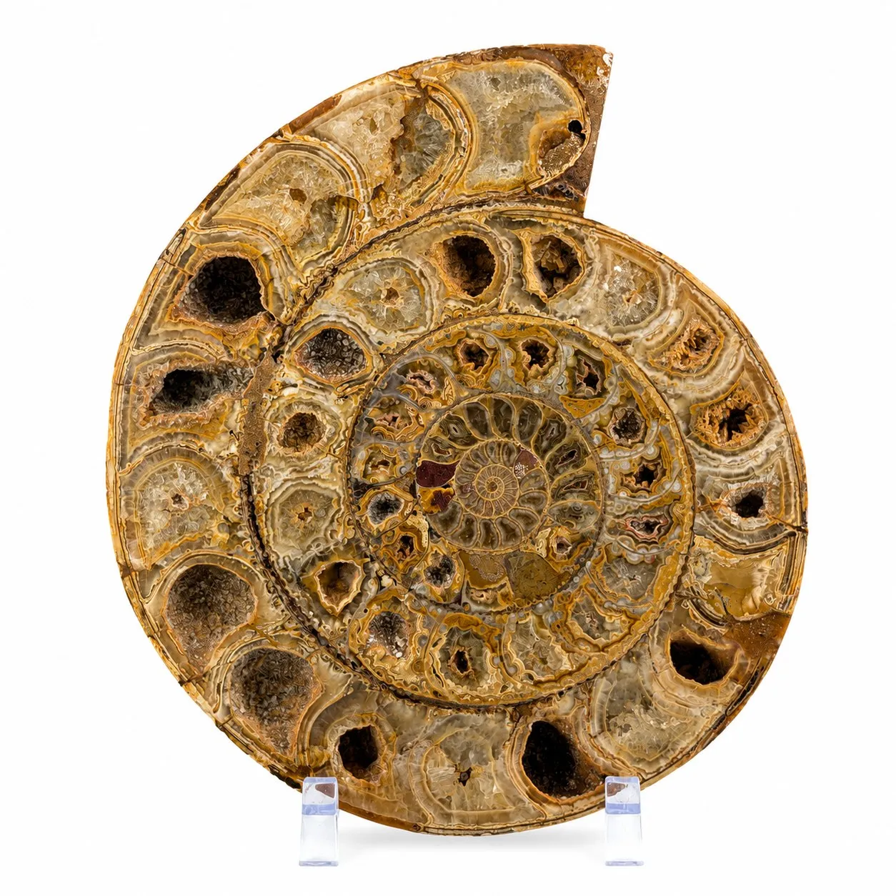 Amonita Perisphinctes 22.5 cm